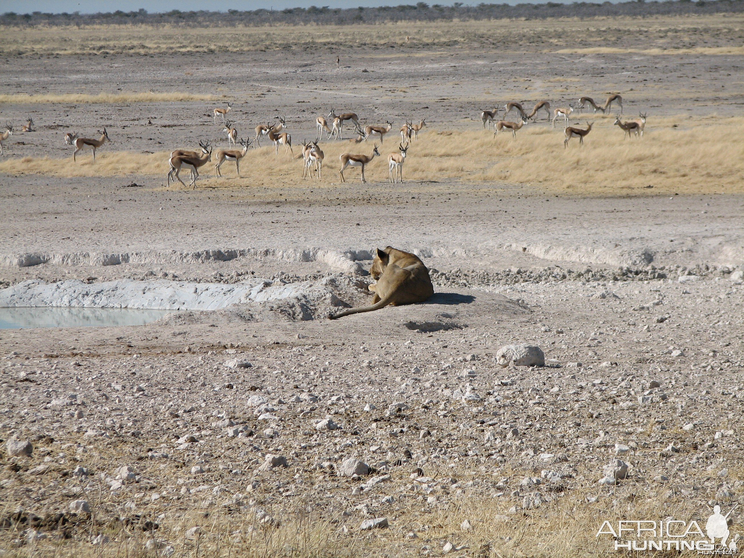 Lioness Etosha Namibia