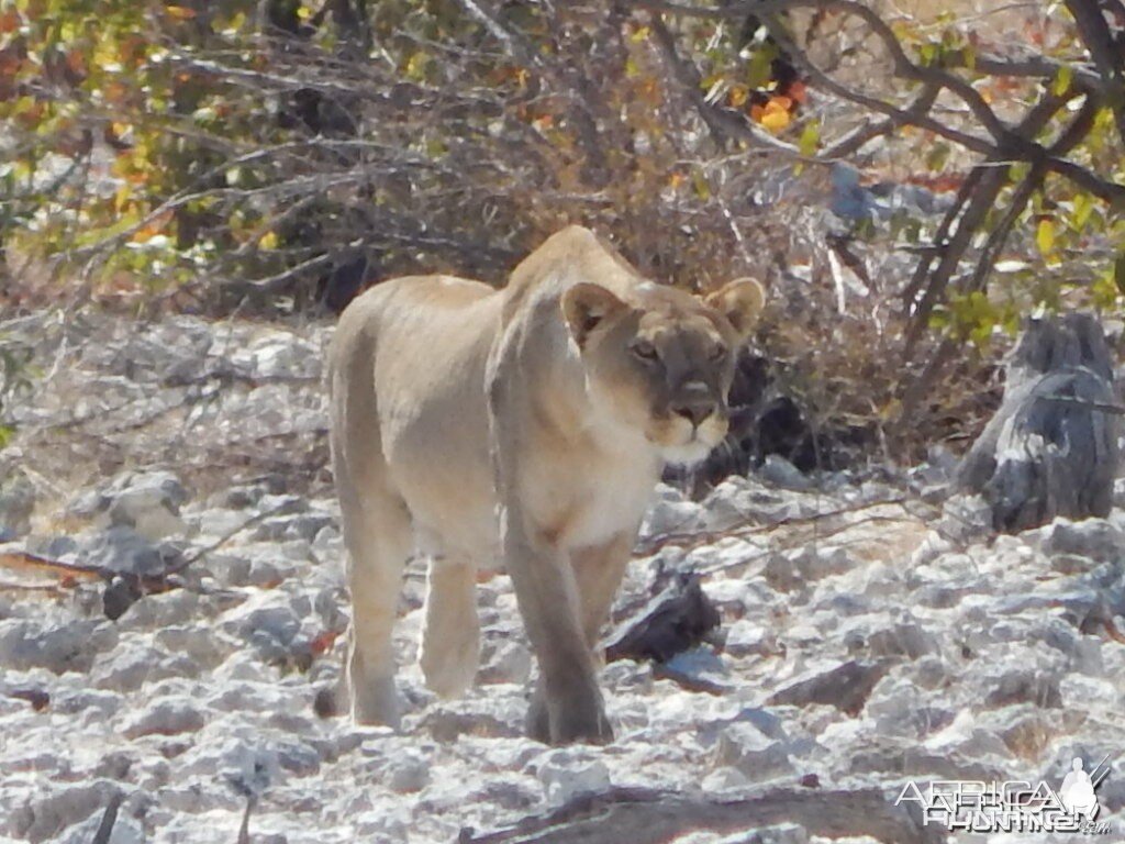 Lioness Etosha Namibia