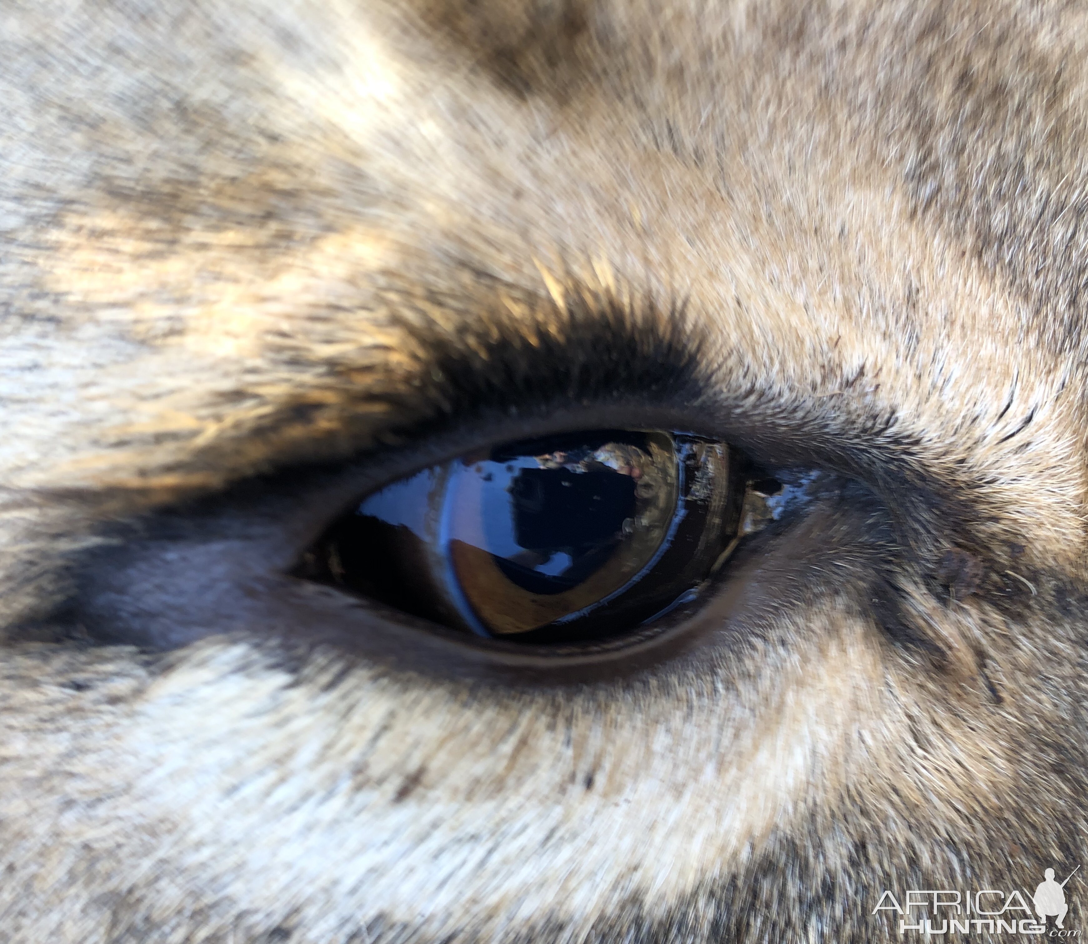 Lioness Eye