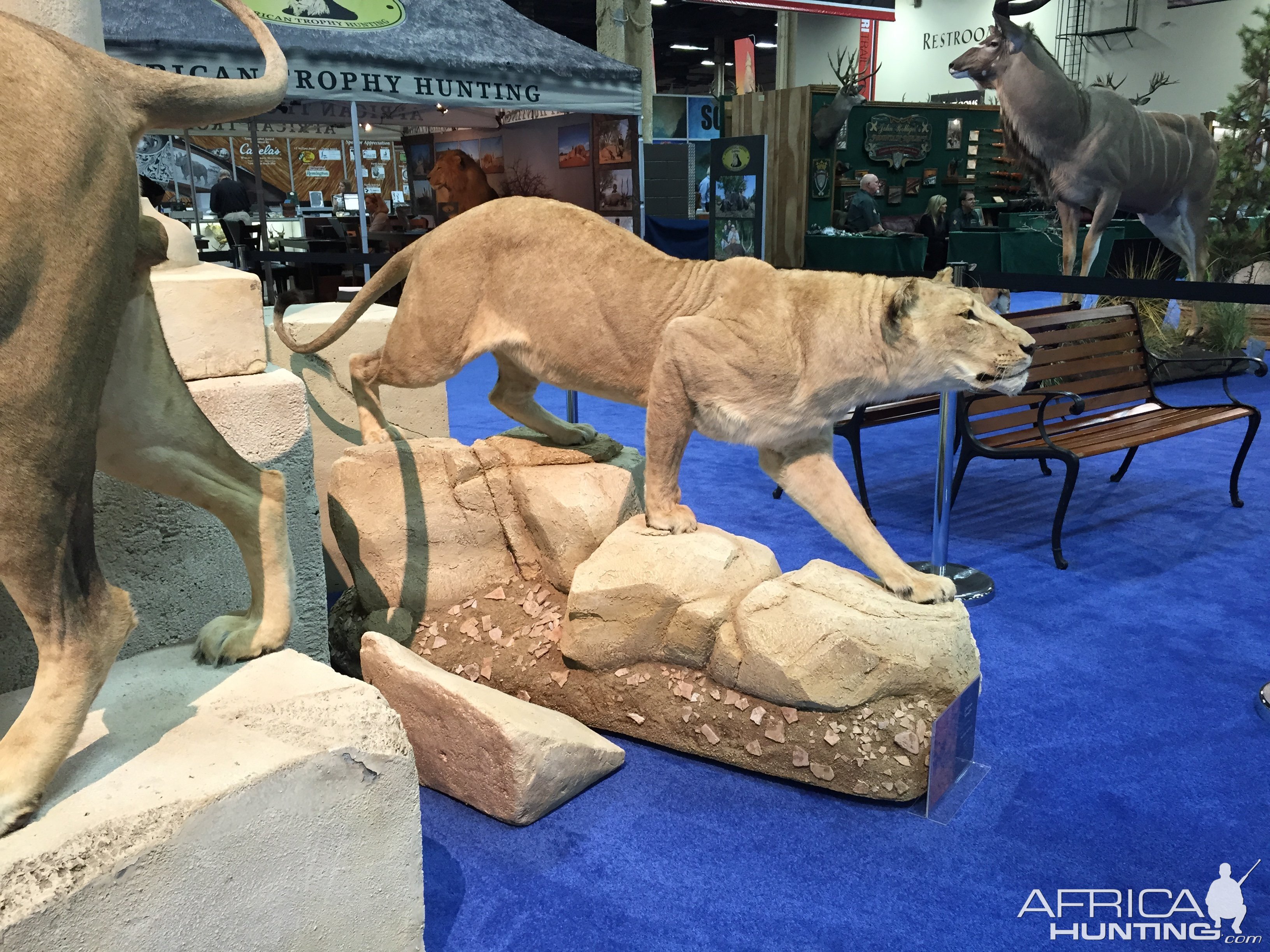 Lioness full mount taxidermy