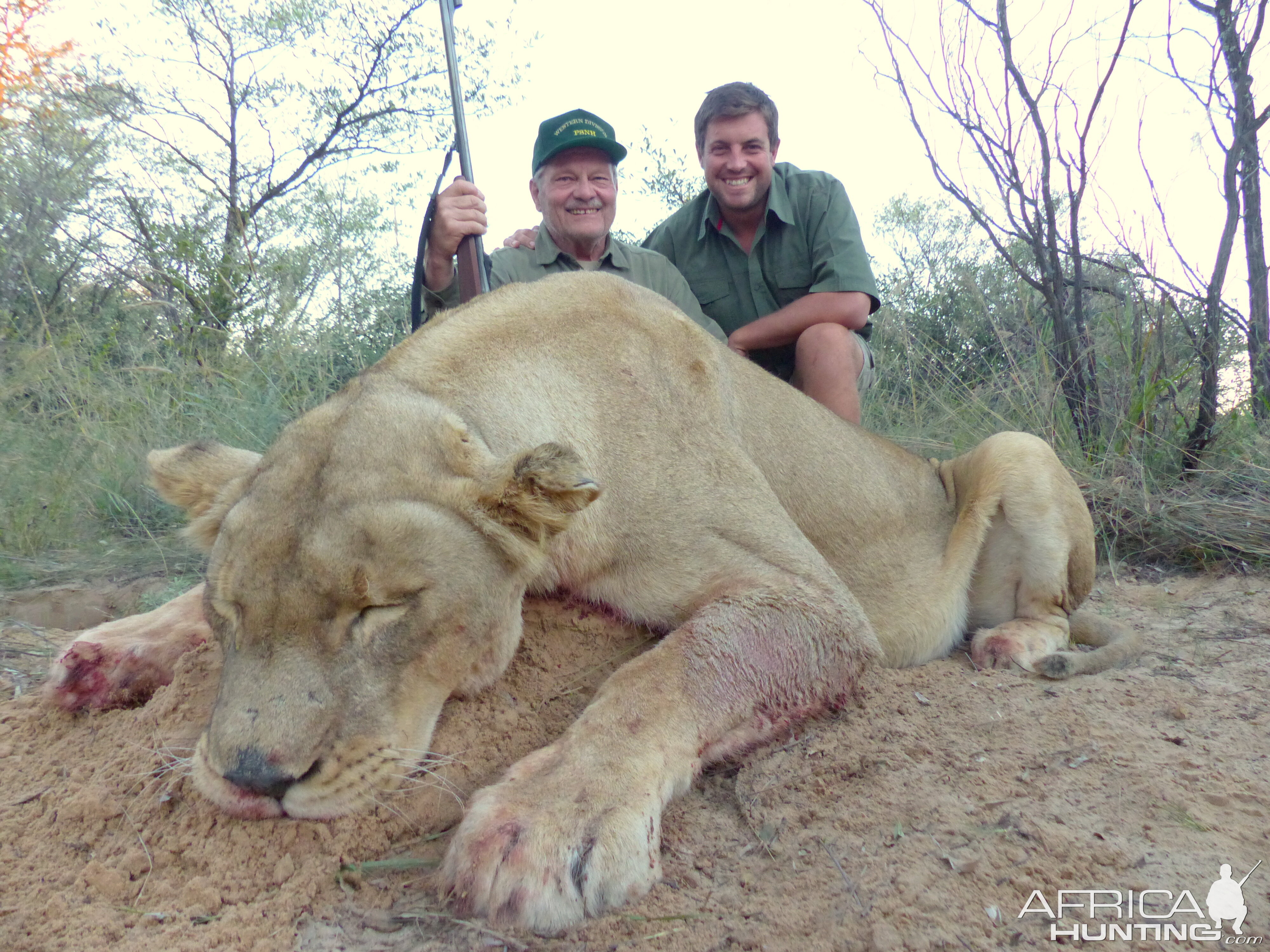 Lioness Hunt in South Africa