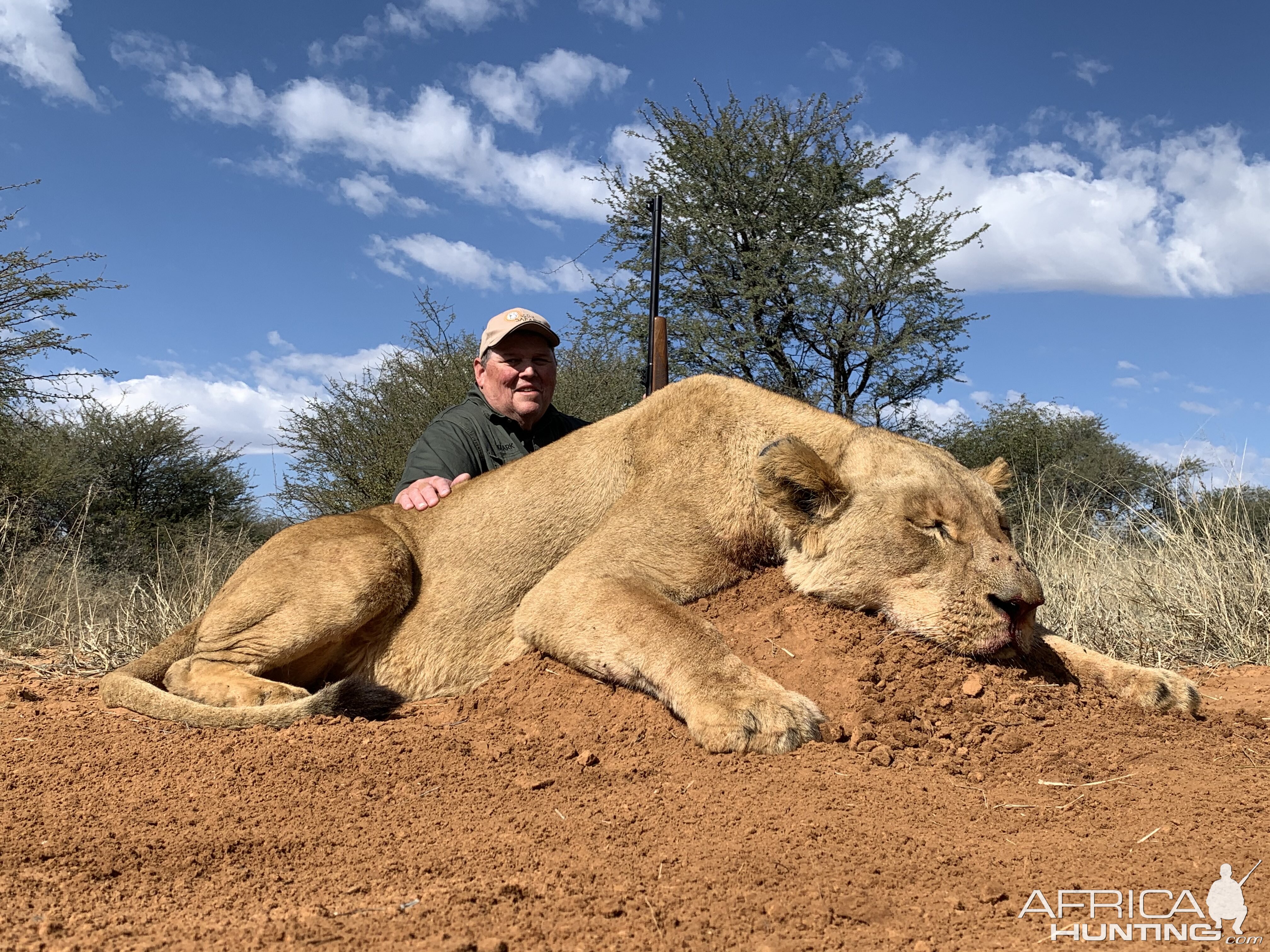 Lioness Hunt In The Kalahari South Africa