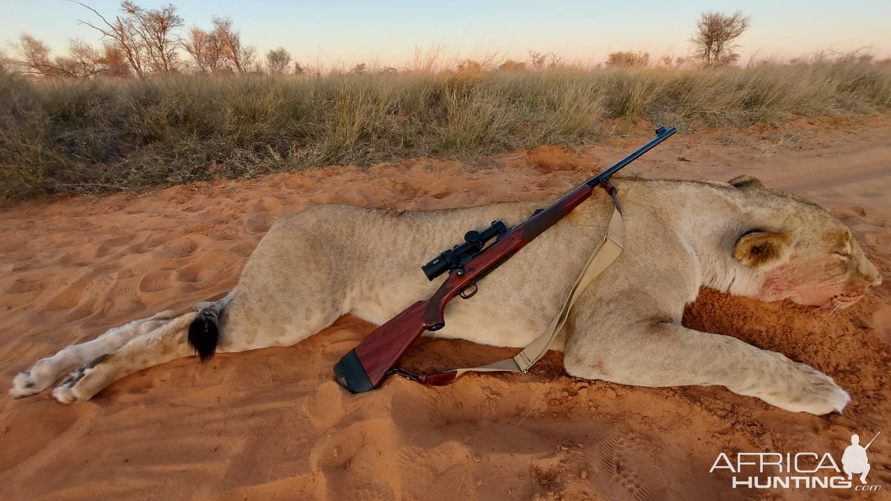 Lioness Hunt Kalahari South Africa