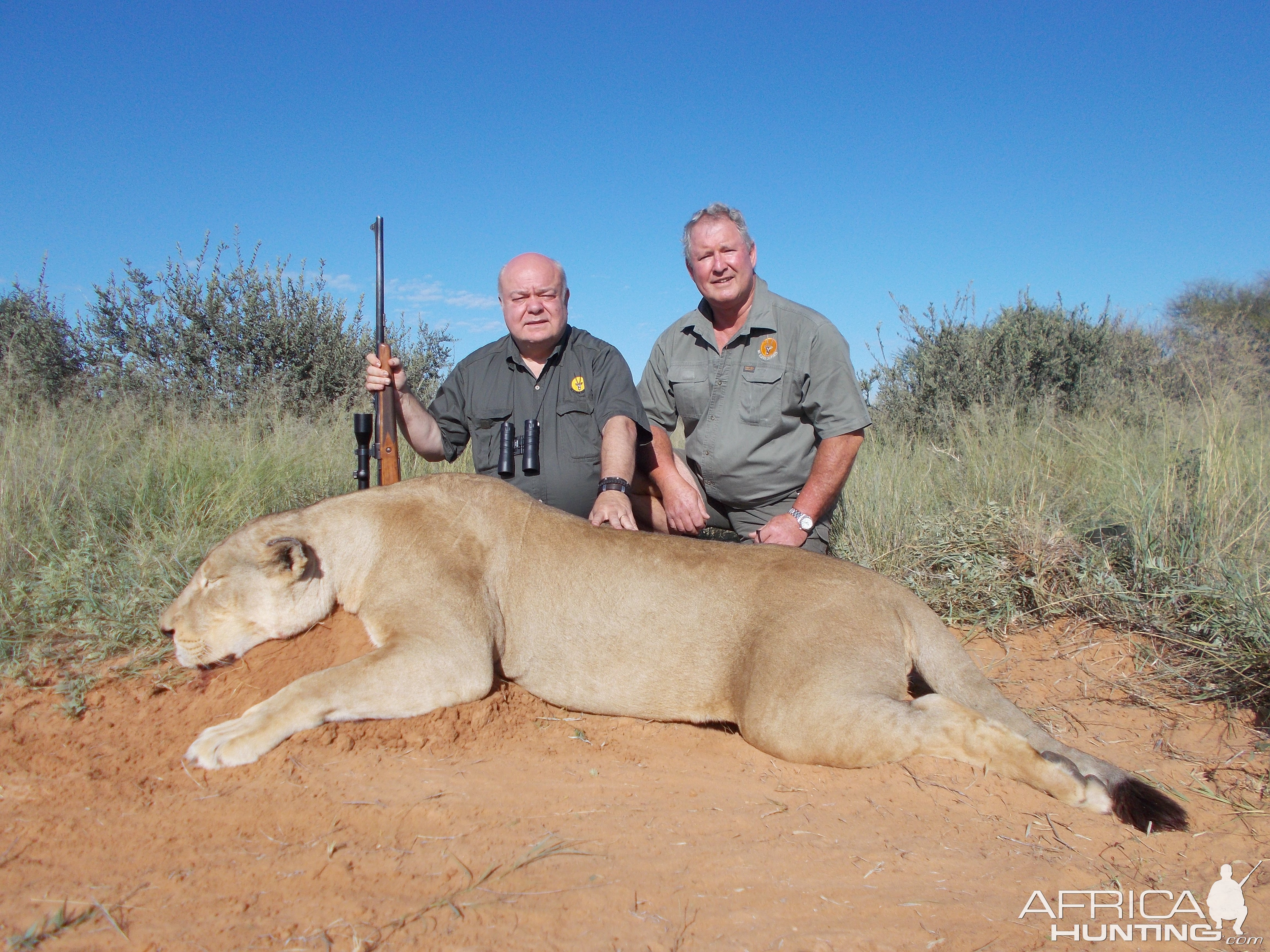 Lioness Hunt Kalahari South Africa