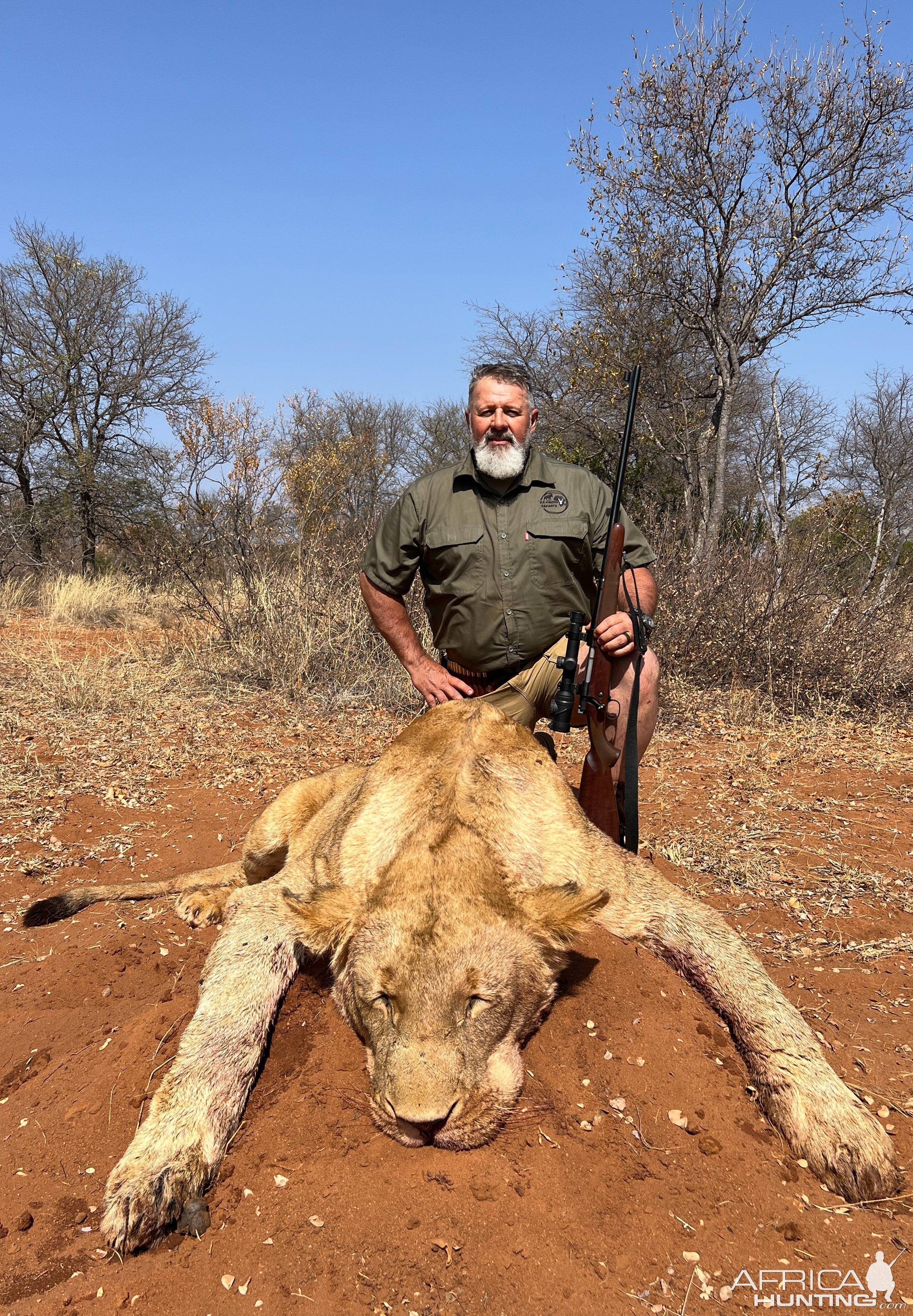 Lioness Hunt Limpopo South Africa