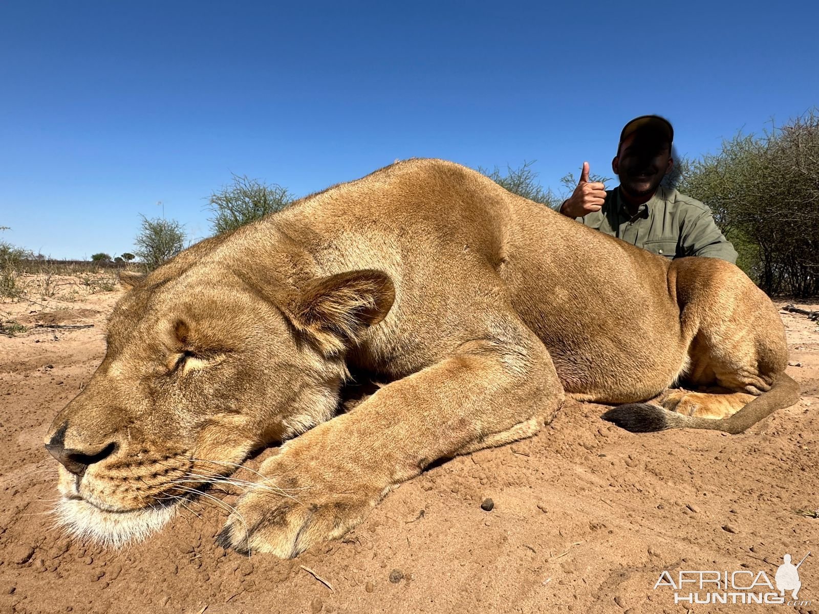 Lioness Hunt South Africa