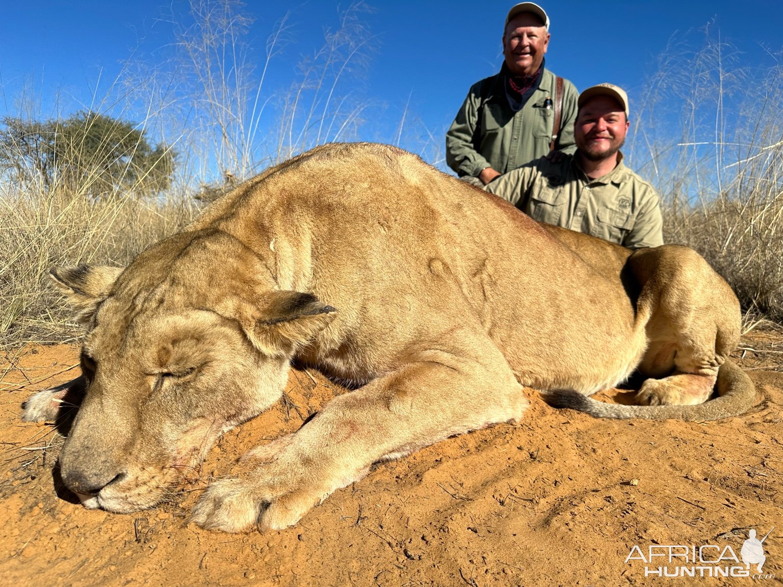 Lioness Hunt South Africa