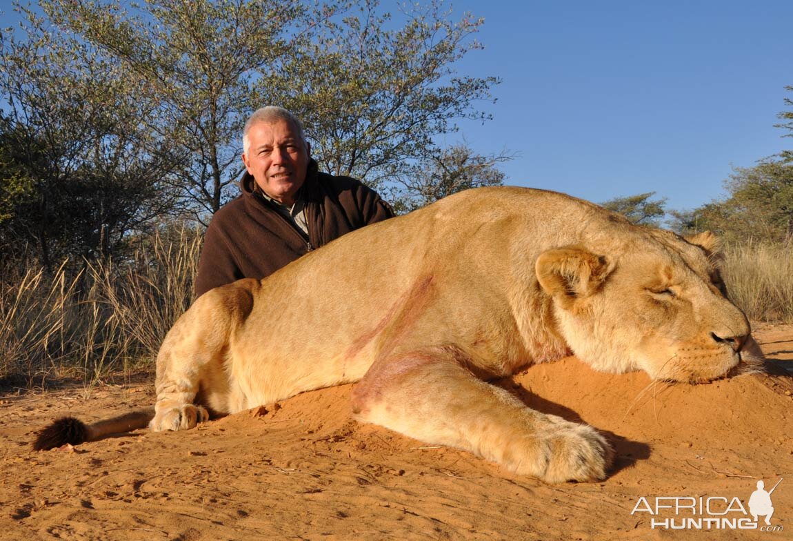 Lioness Hunt South Africa