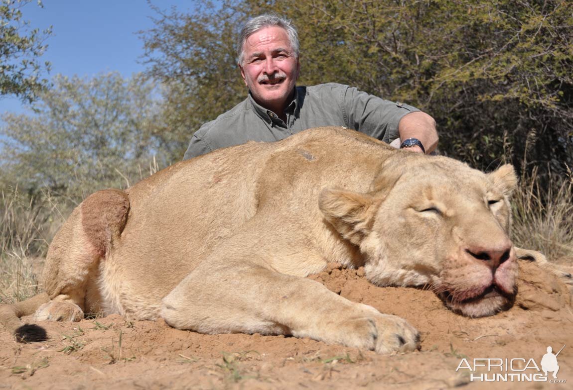 Lioness Hunt South Africa