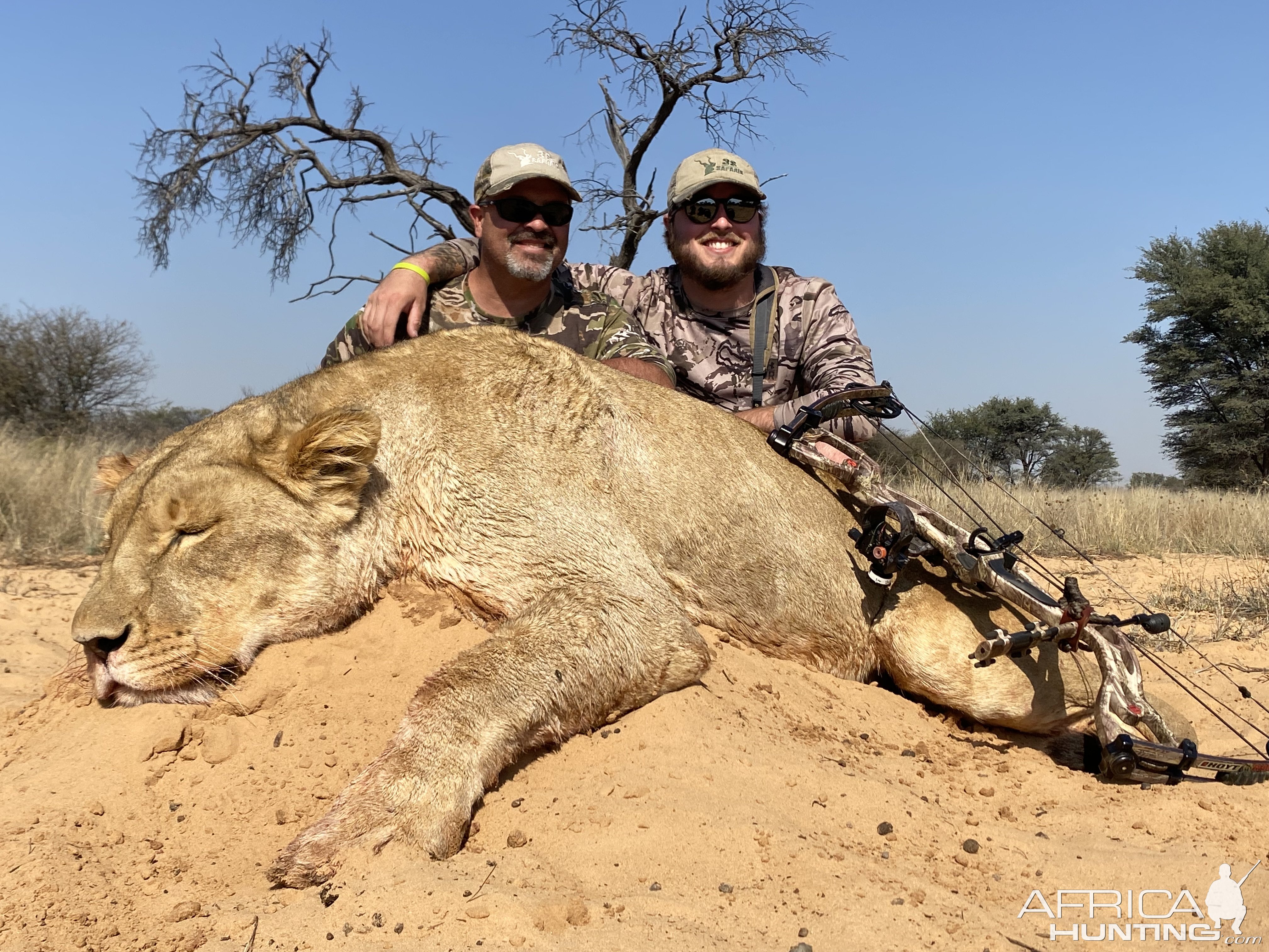 Lioness Hunting 3s SAFARIS Kalahari SA