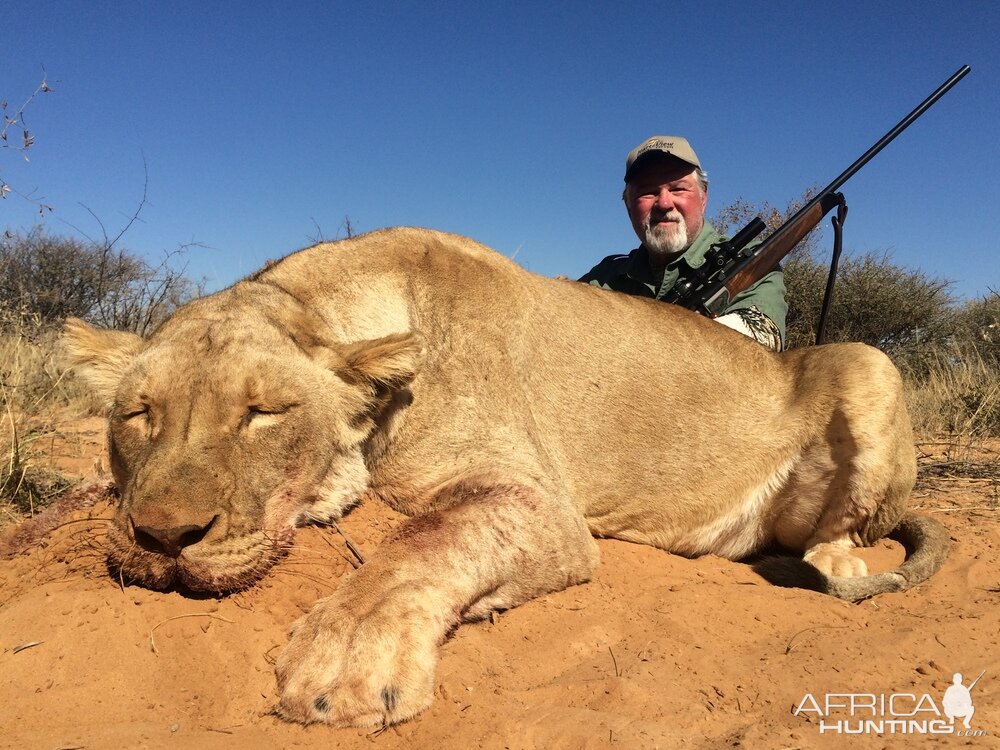 Lioness Hunting in South Africa