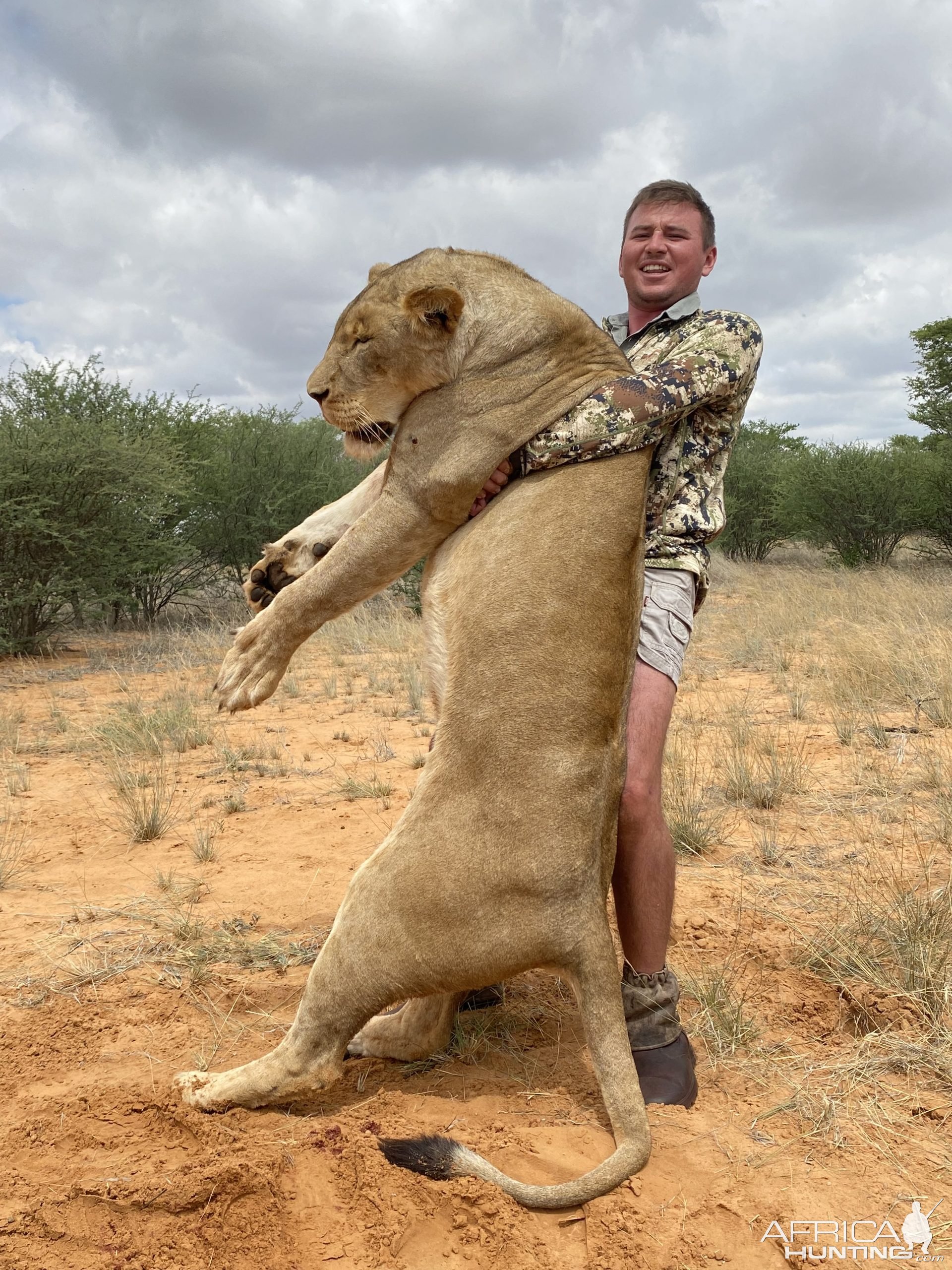 Lioness Hunting Limpopo South Africa