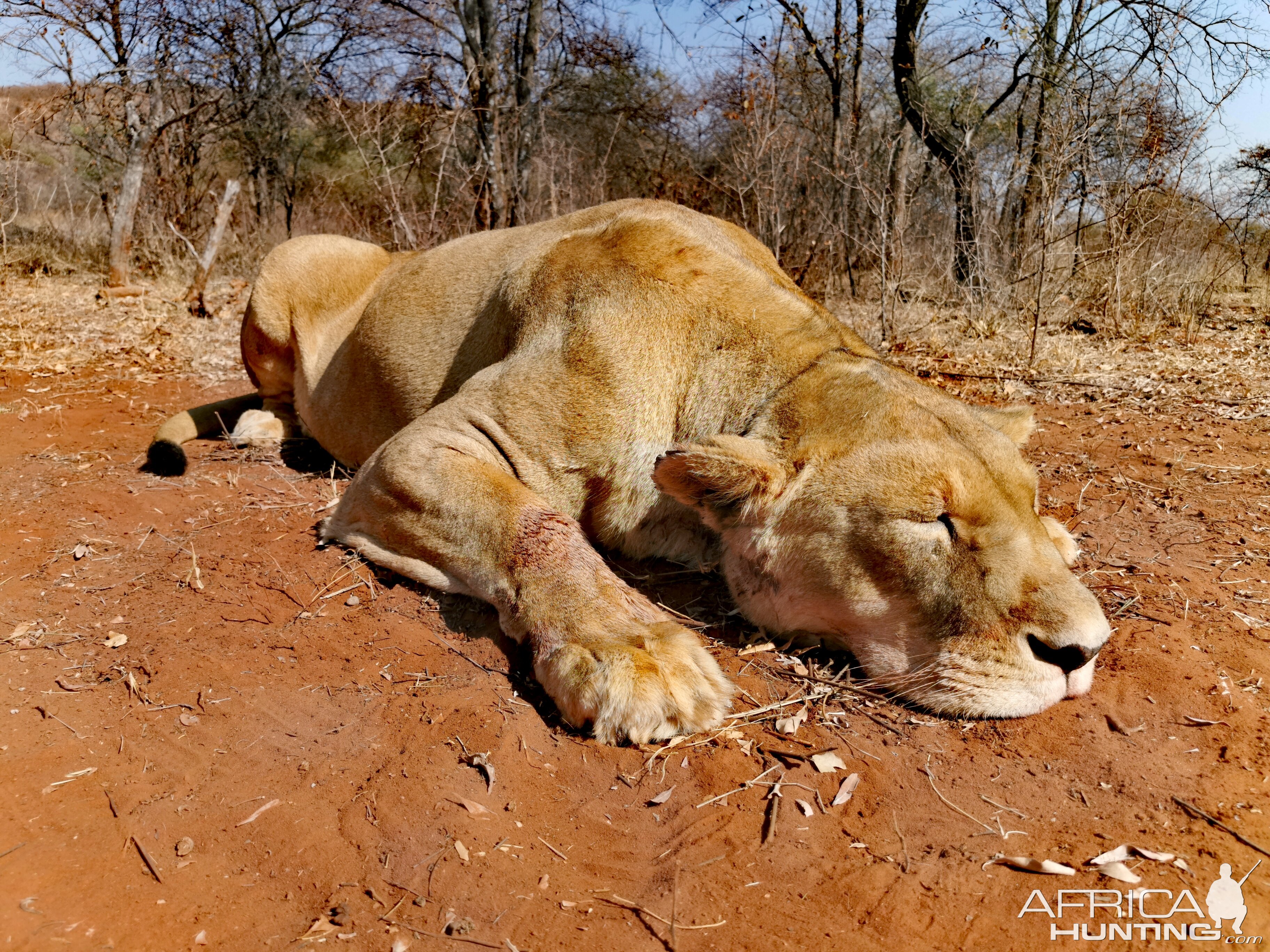 Lioness Hunting South Africa