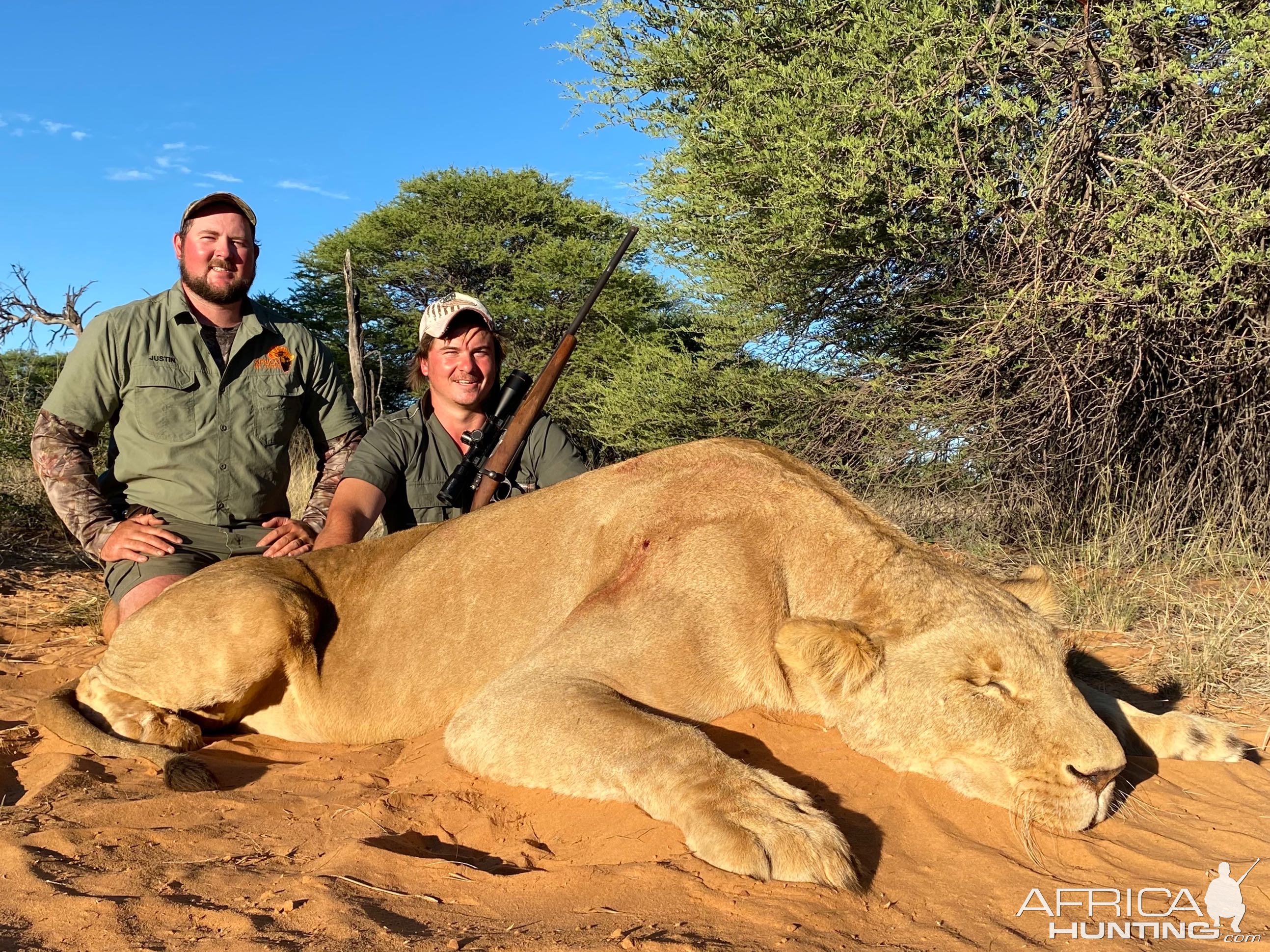 Lioness Hunting South Africa