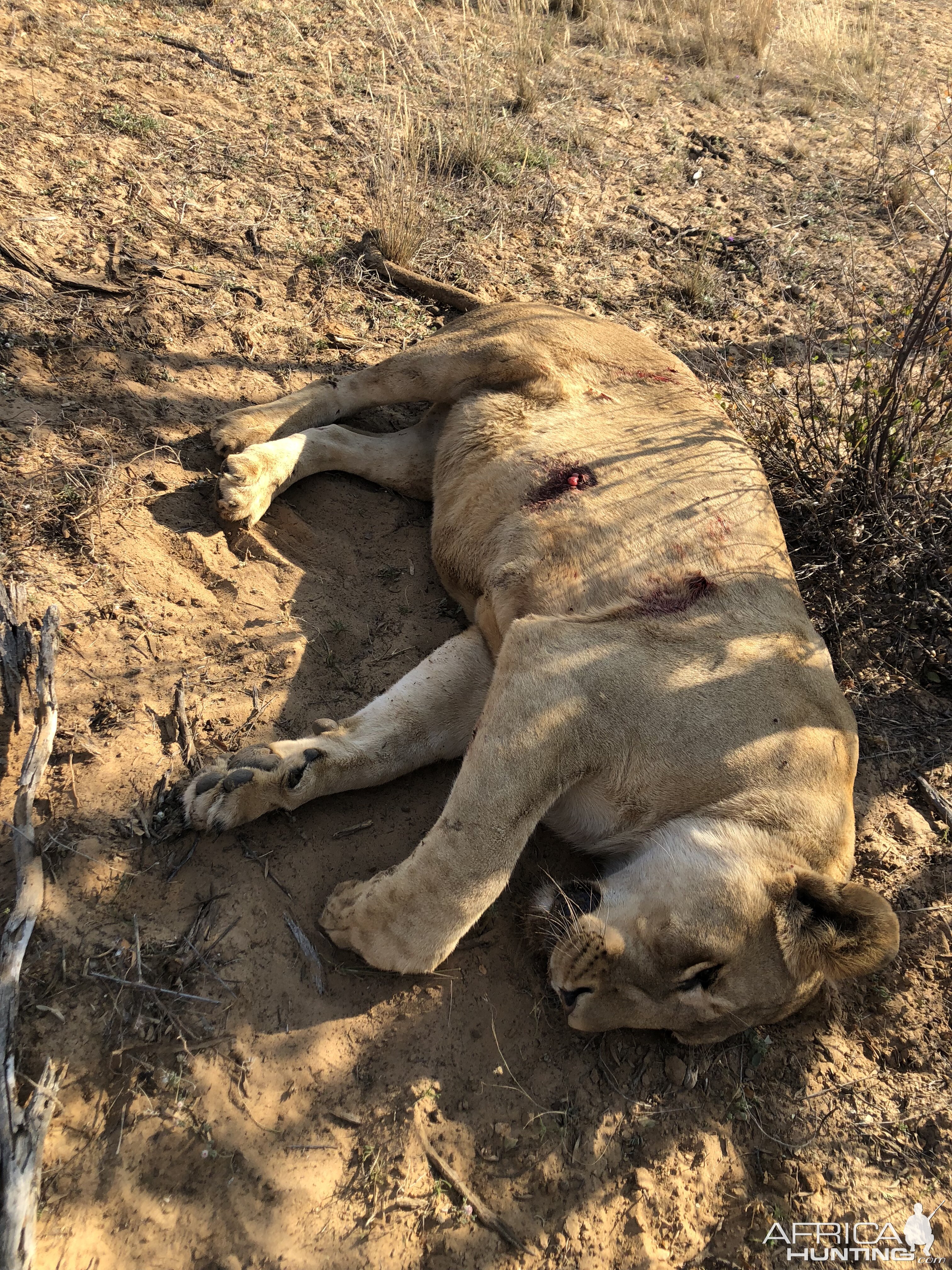 Lioness Hunting South Africa