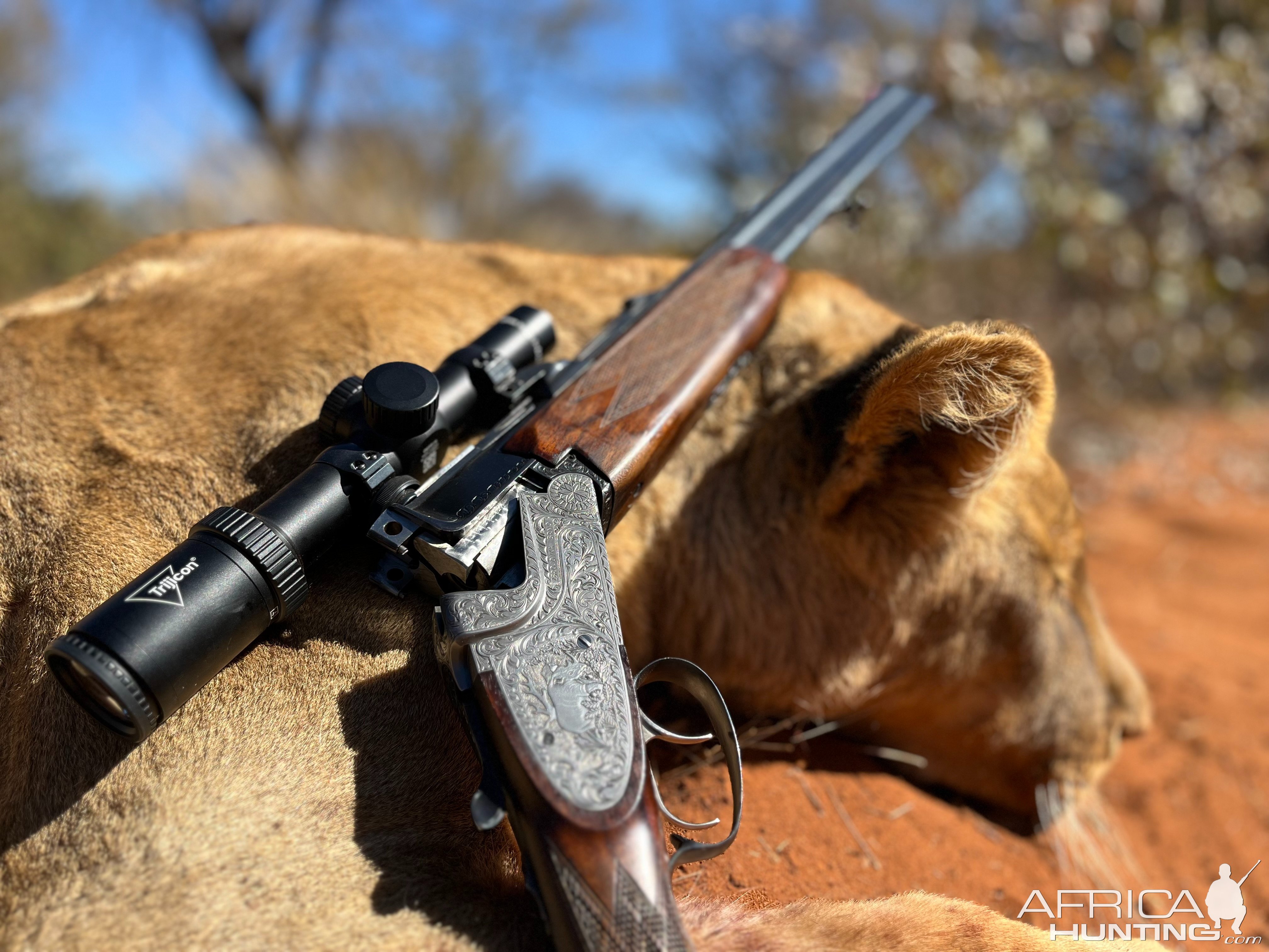 Lioness Hunting