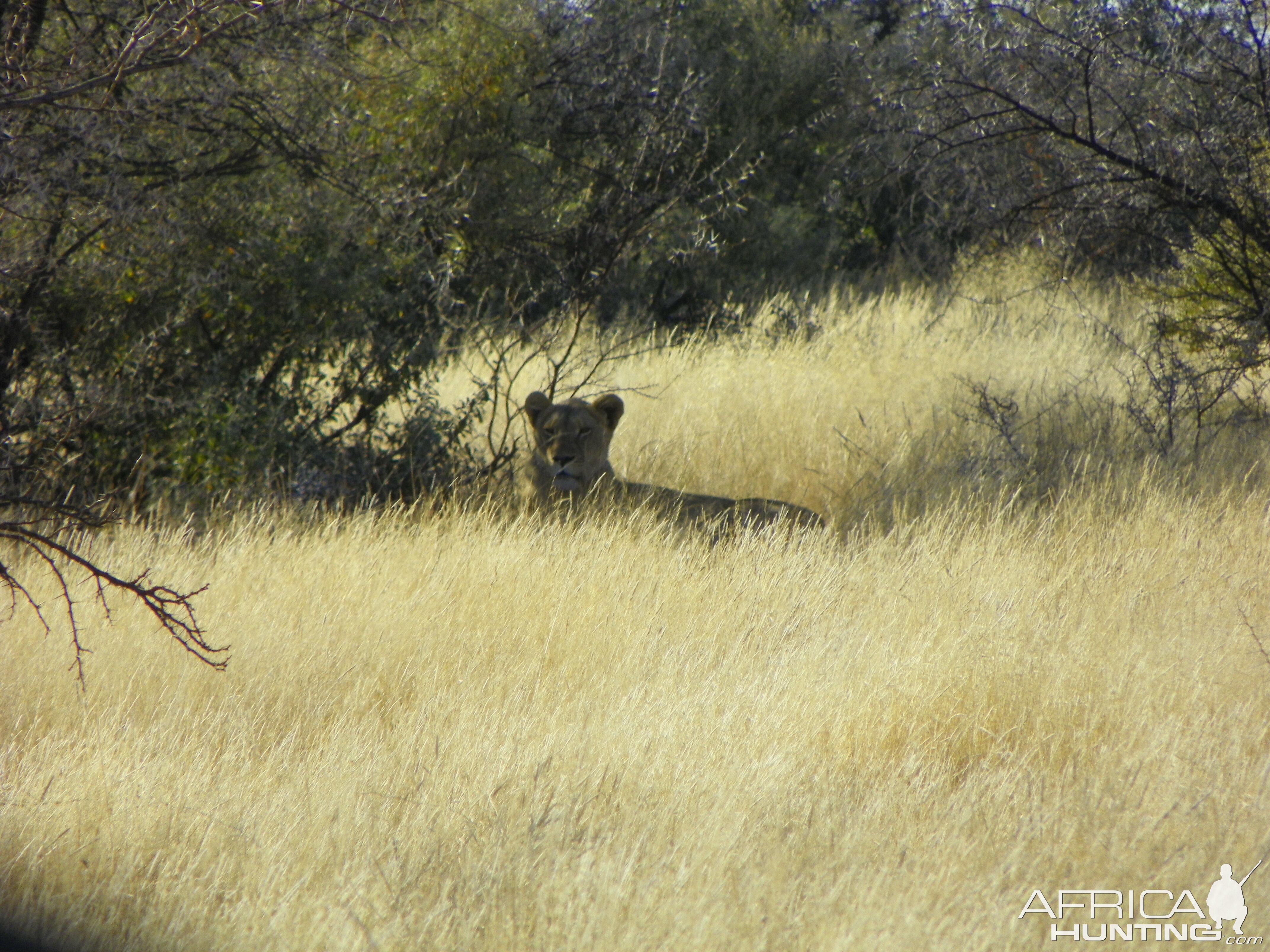 Lioness Hunting