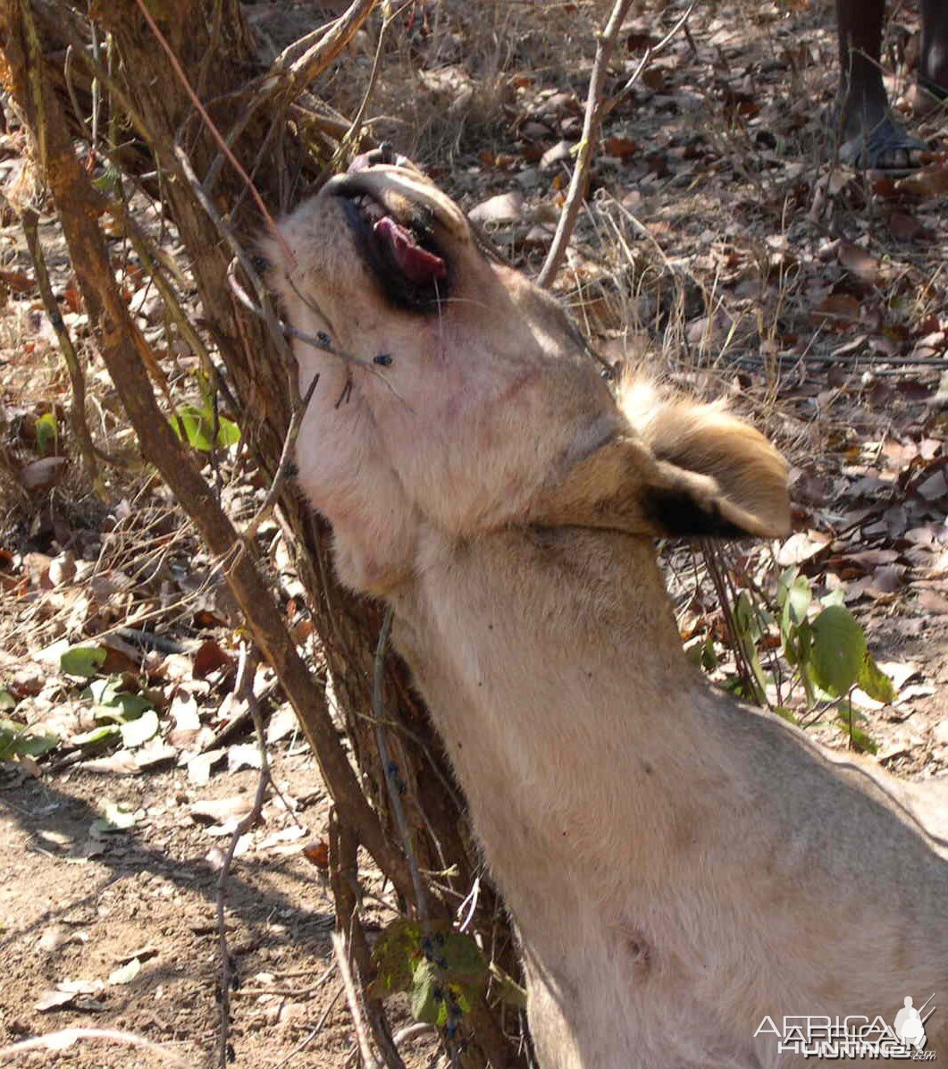 Lioness in snare