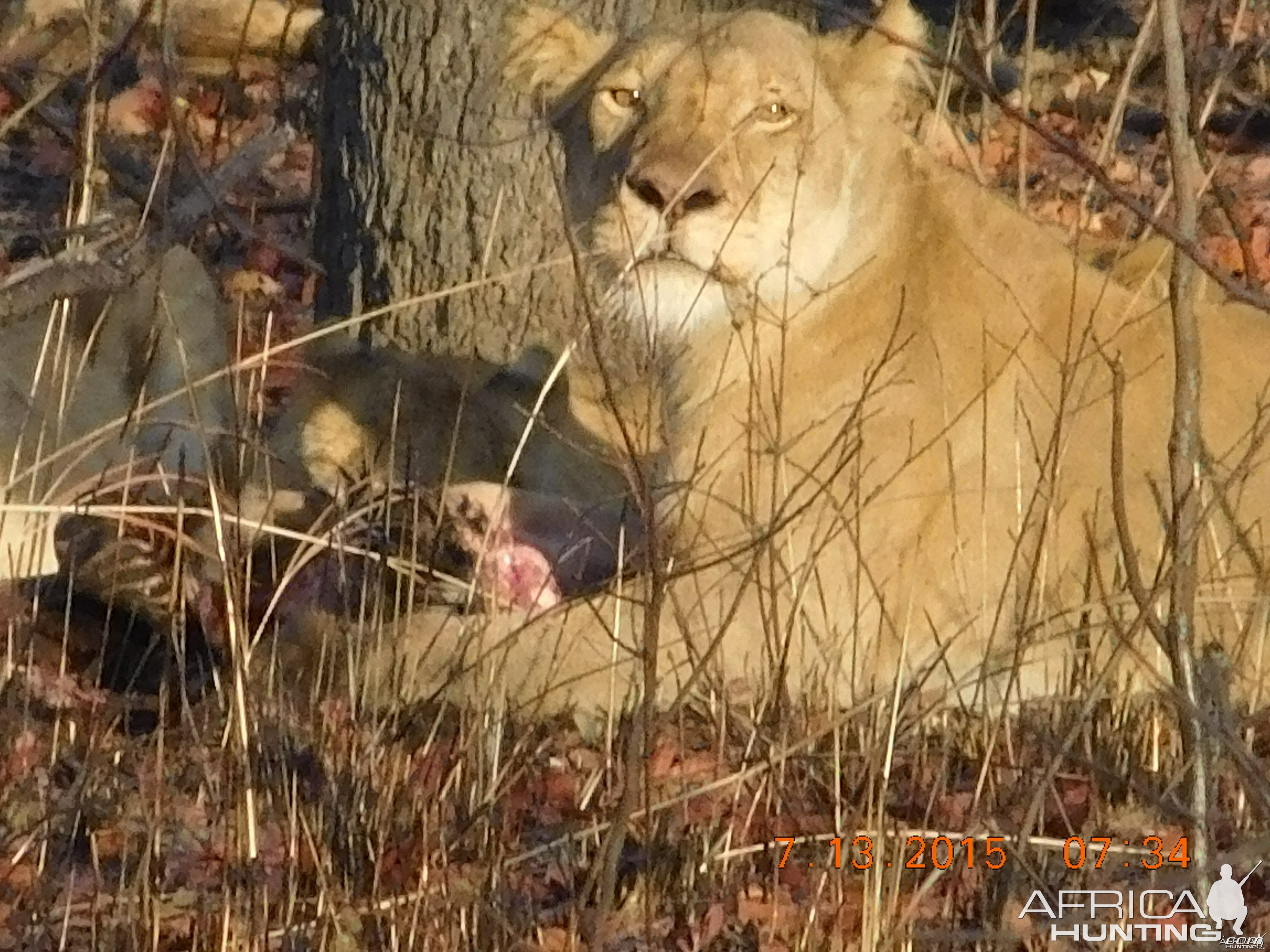 Lioness in Tanzania