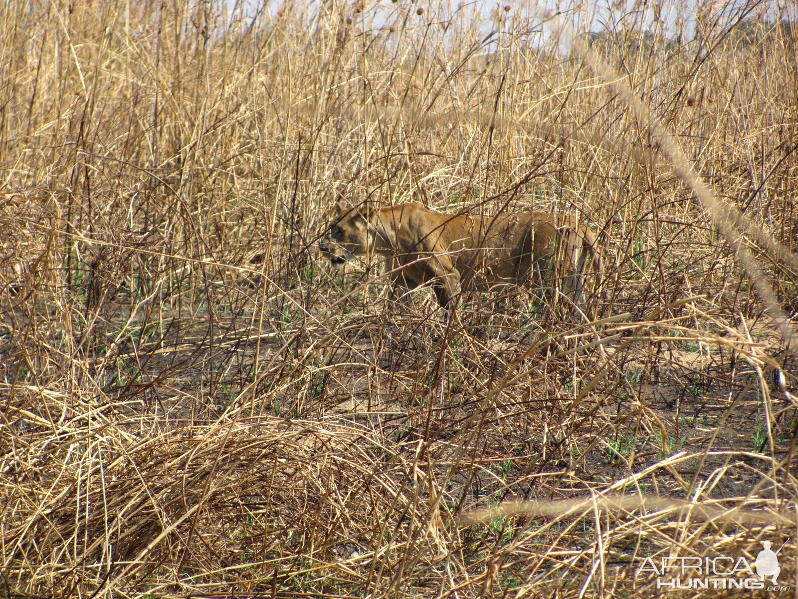Lioness in the long grass in Zambia