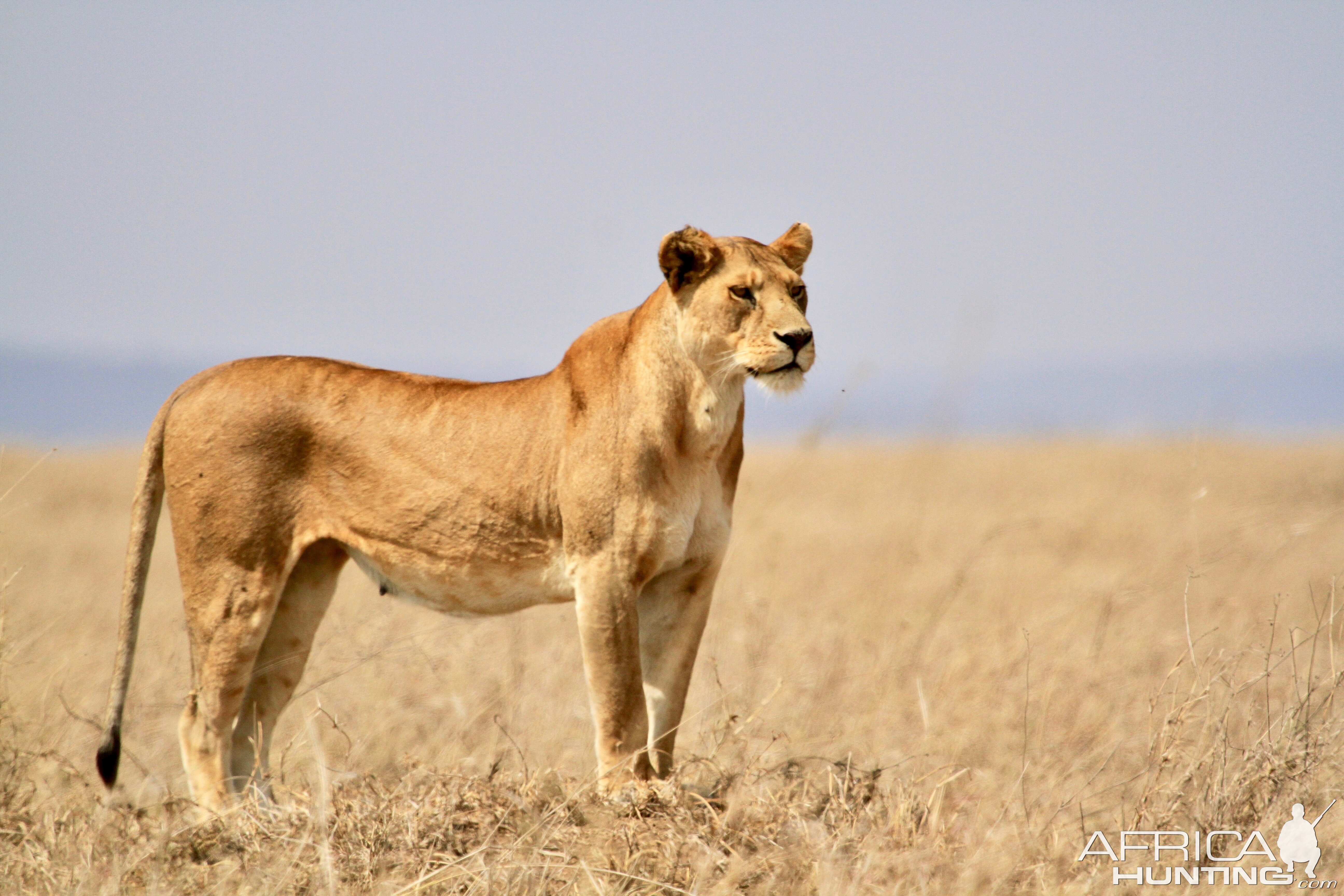 Lioness in the Serengeti National Park Tanzania