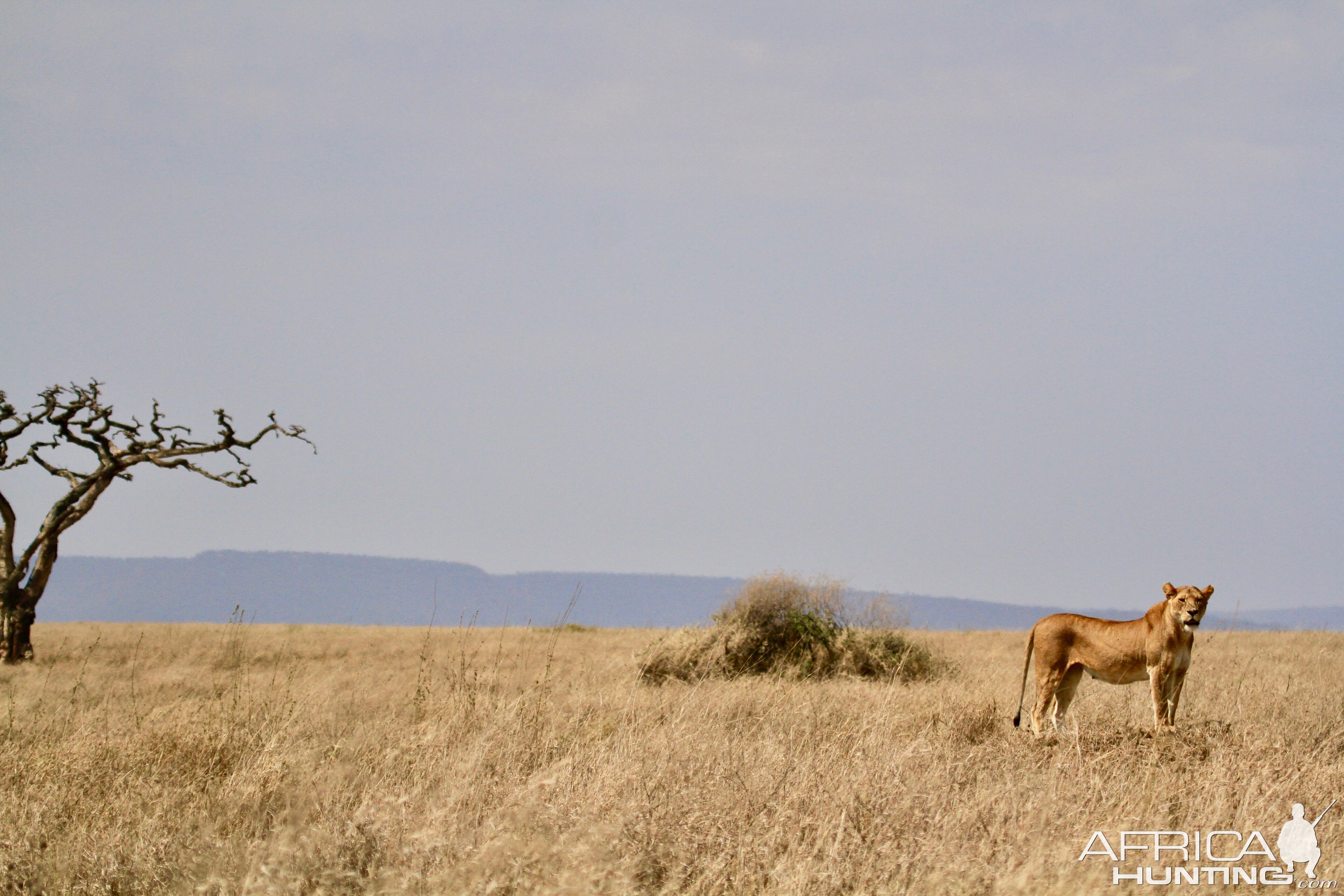 Lioness in the Serengeti National Park Tanzania