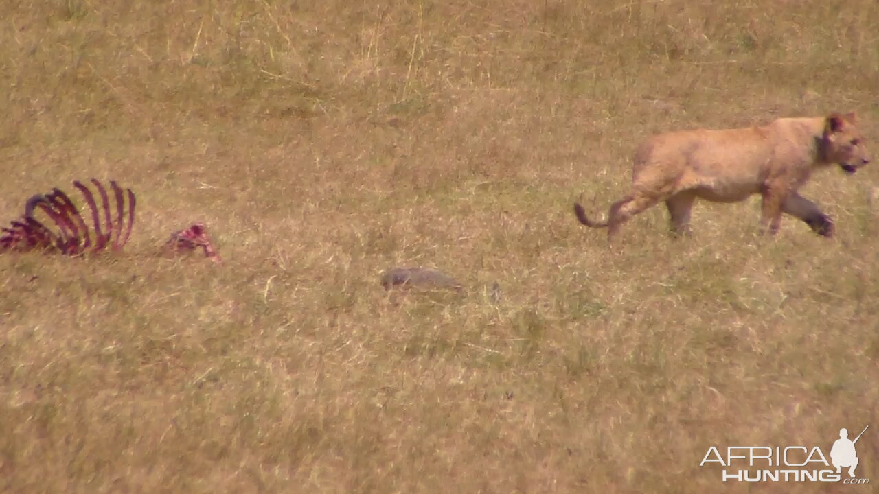 Lioness leaving a Wildebeest kill in Tanzania