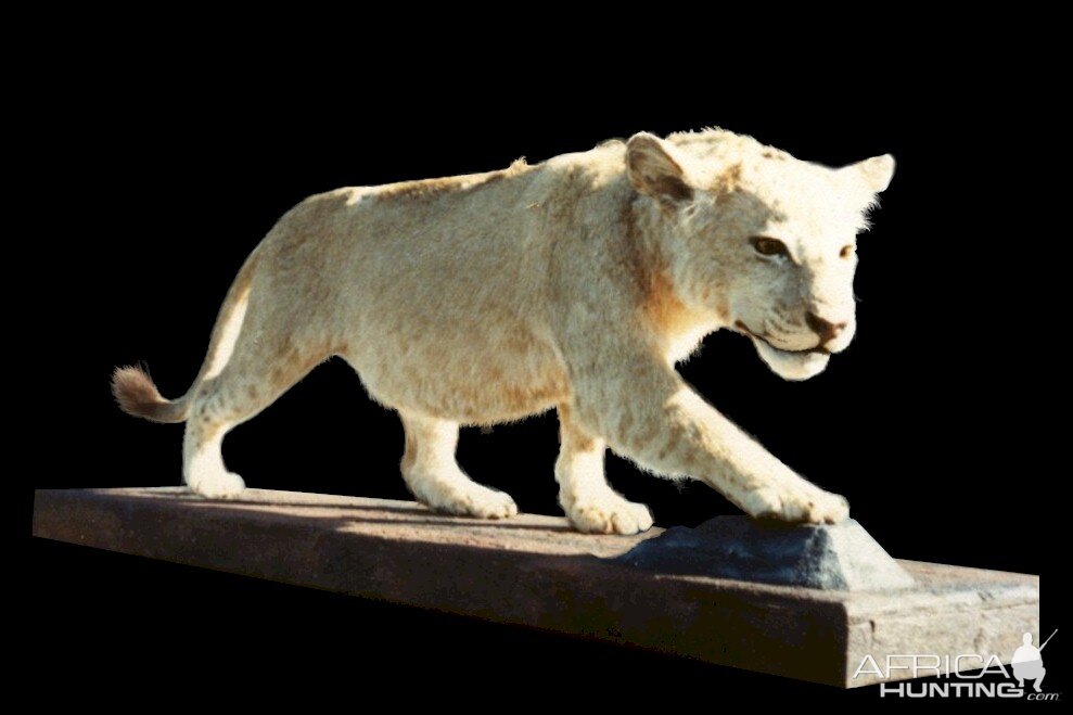 Lioness Mount