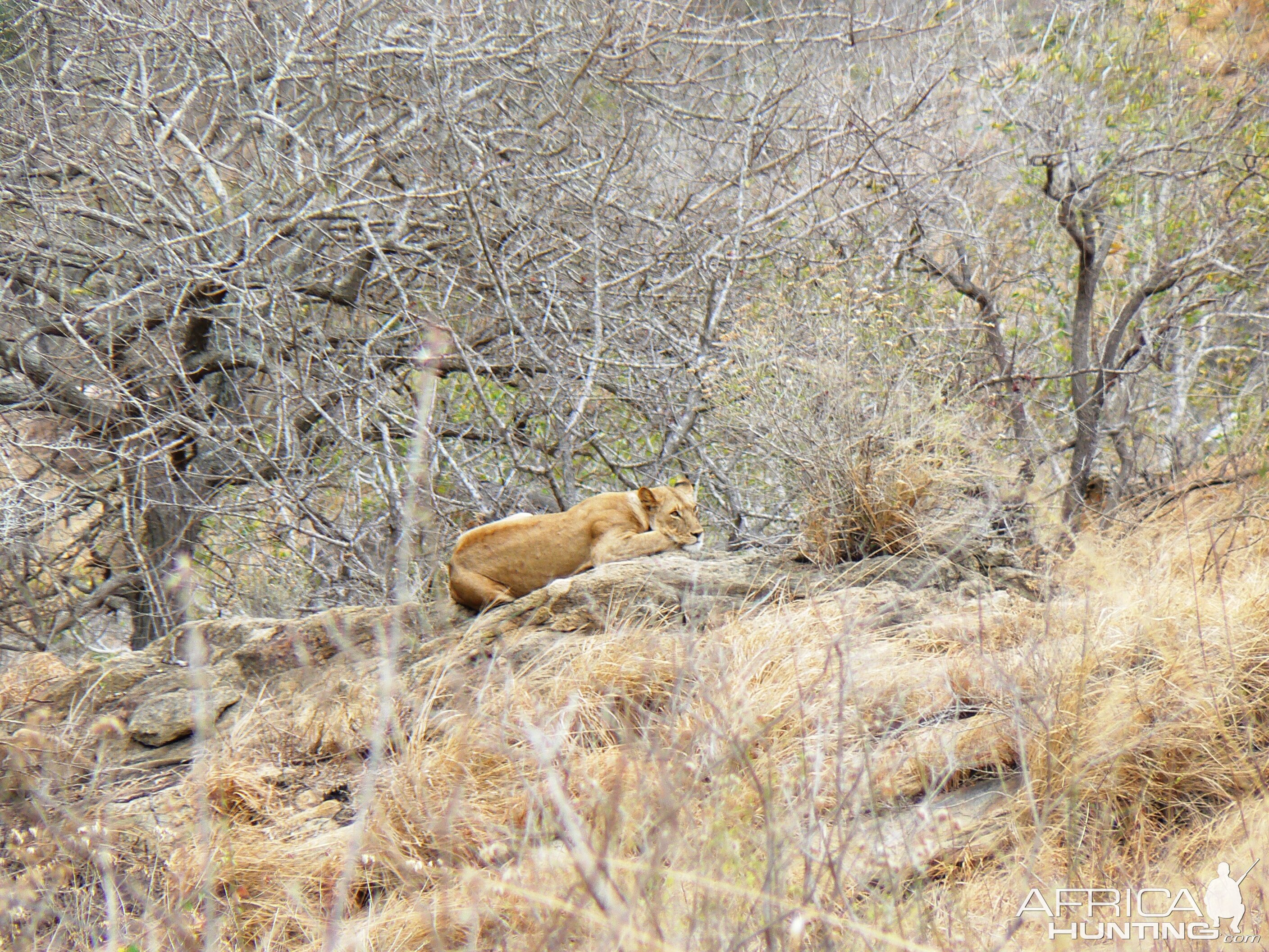 Lioness on spy point... Tanzania