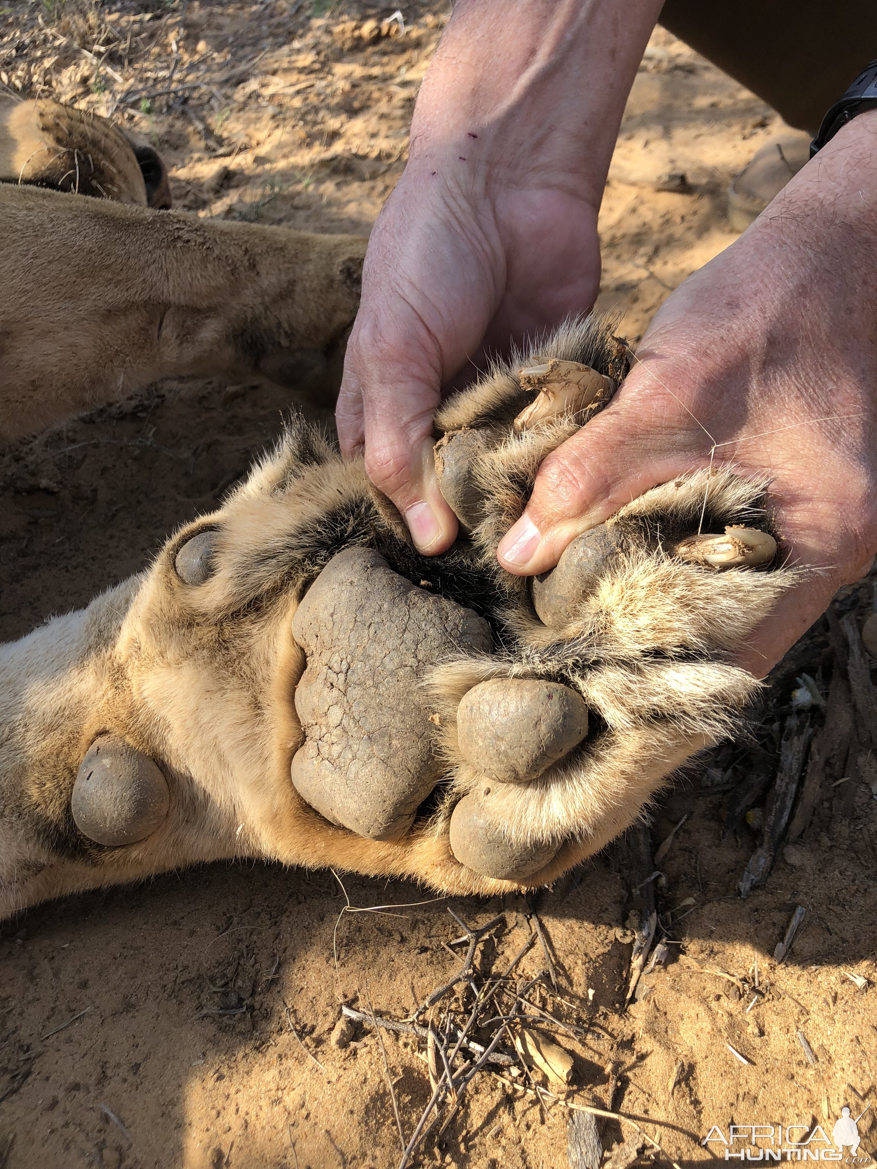 Lioness Paw