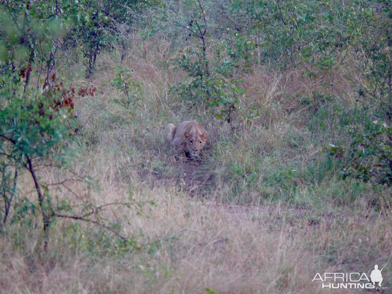 Lioness Savé Valley Zimbabwe