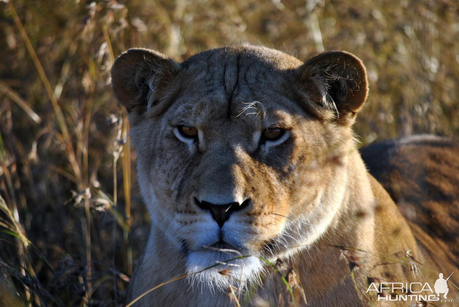 Lioness South Africa