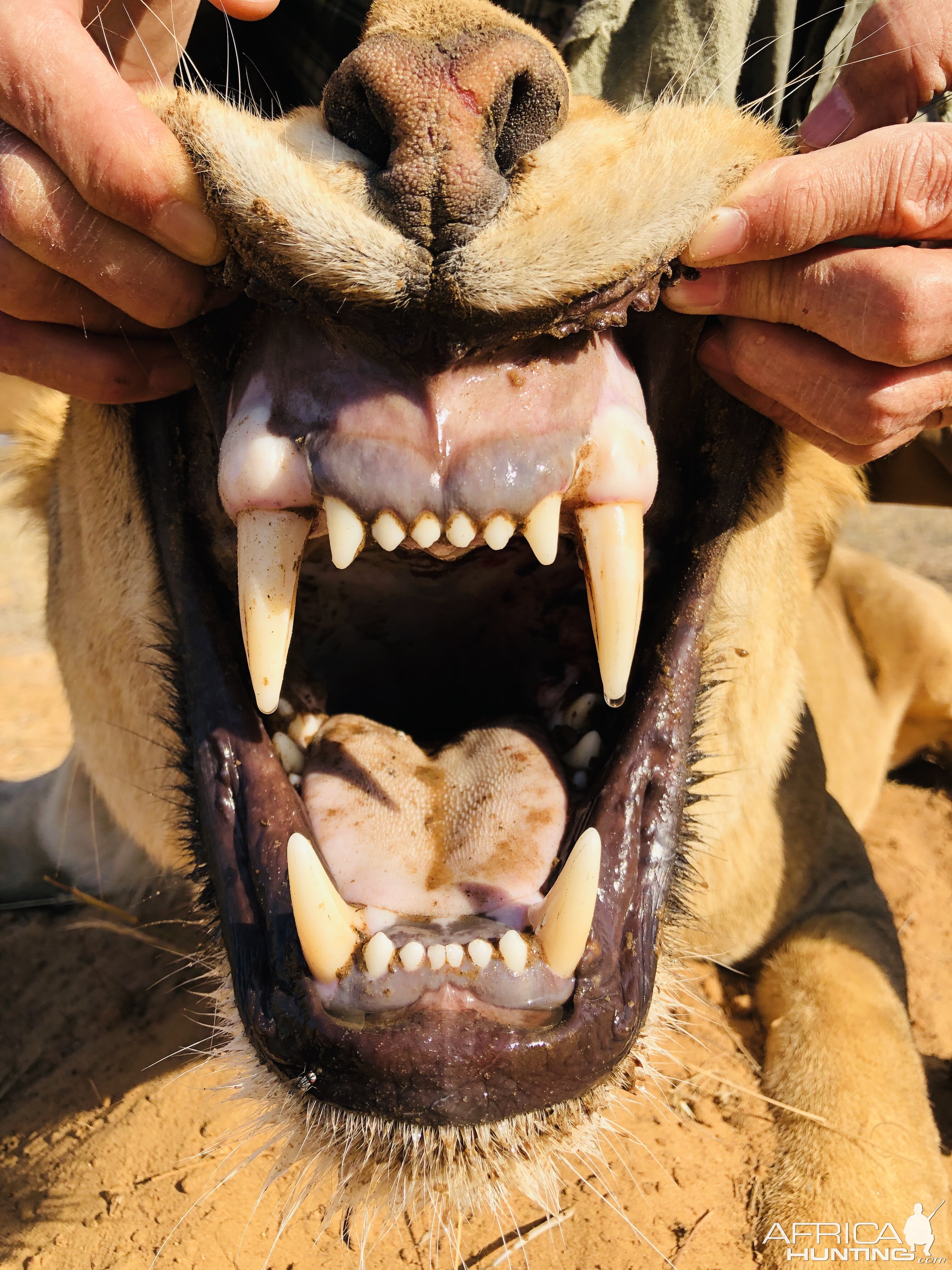 Lioness Teeth | AfricaHunting.com