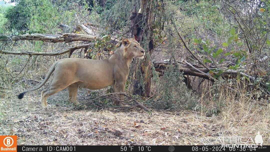 Lioness Trail Camera Zambia