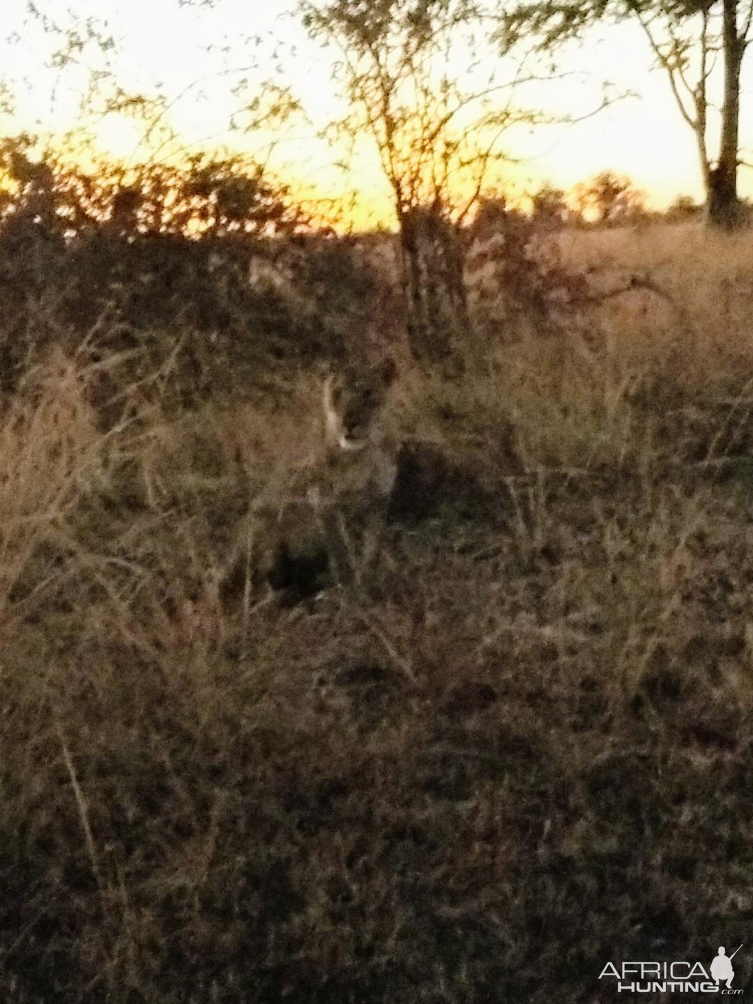 Lioness Zambia