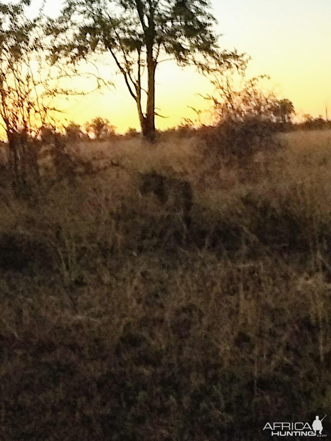 Lioness Zambia