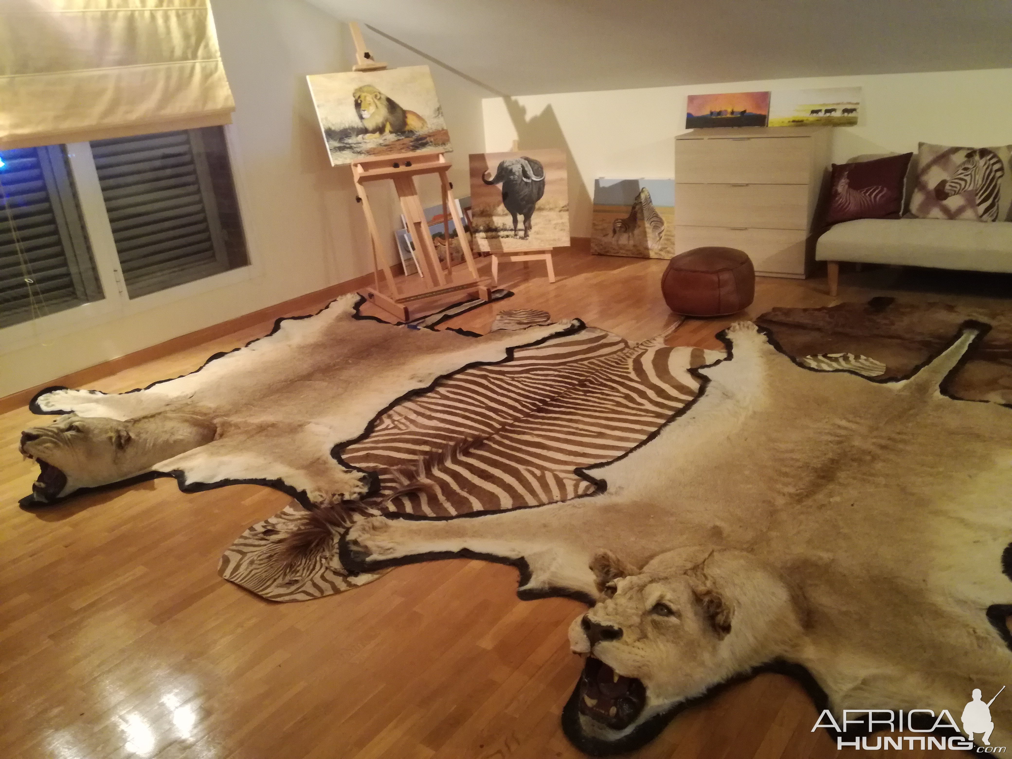 Lioness & Zebra Rugs Taxidermy