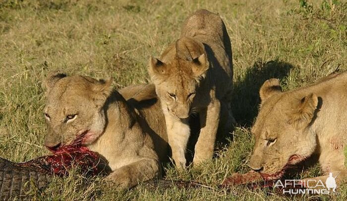 Lionesses kill Crocodile