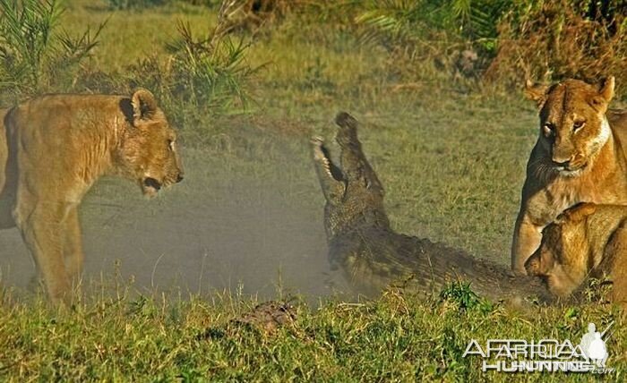 Lionesses kill Crocodile