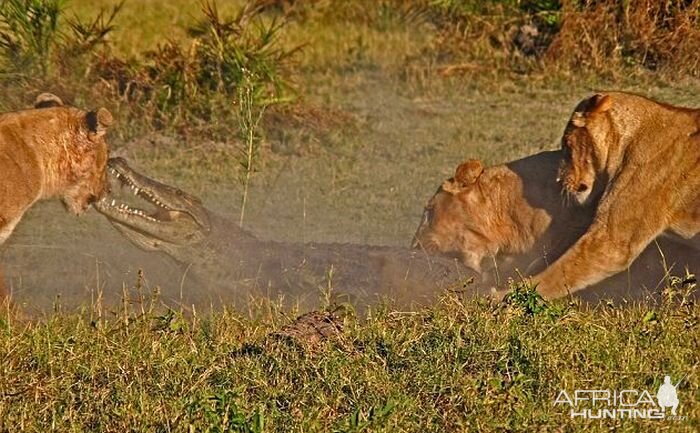 Lionesses kill Crocodile