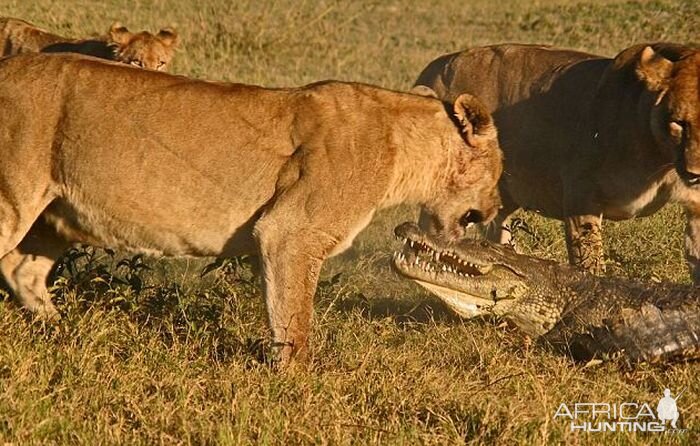 Lionesses kill Crocodile