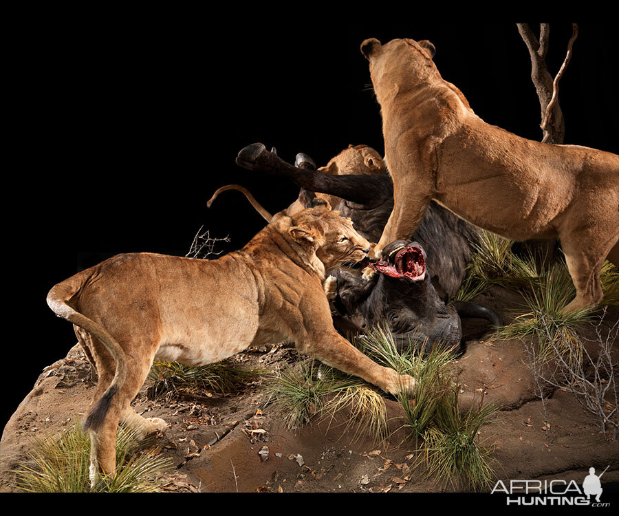 Lionesses with a kill Full Mount Taxidermy