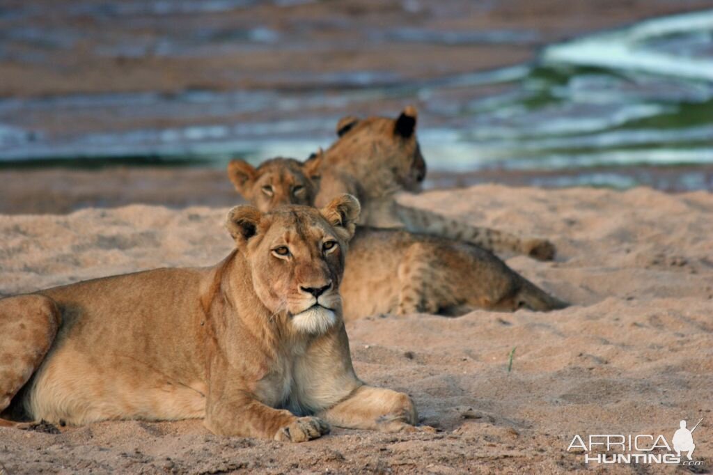 Lionesses