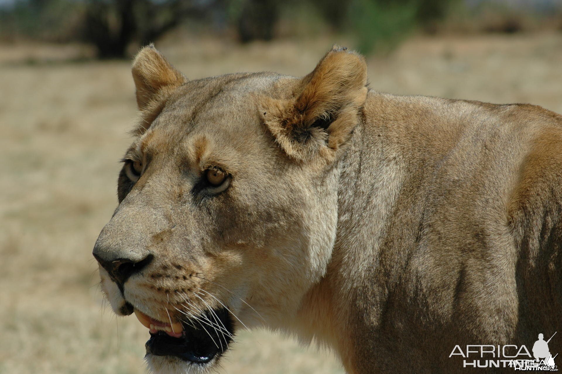 Lionness South Africa