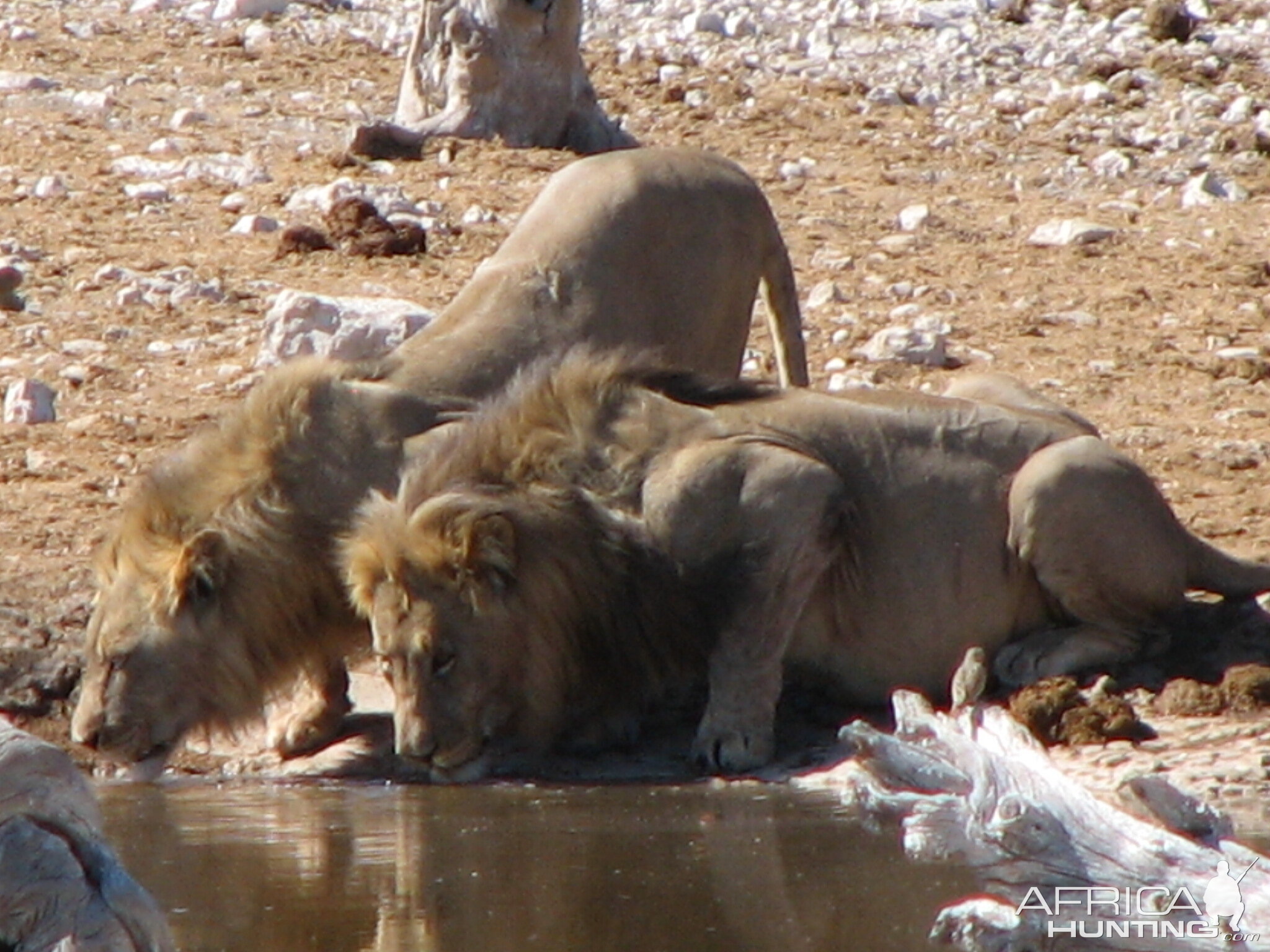 Lions at Etosha National Park, Namibia