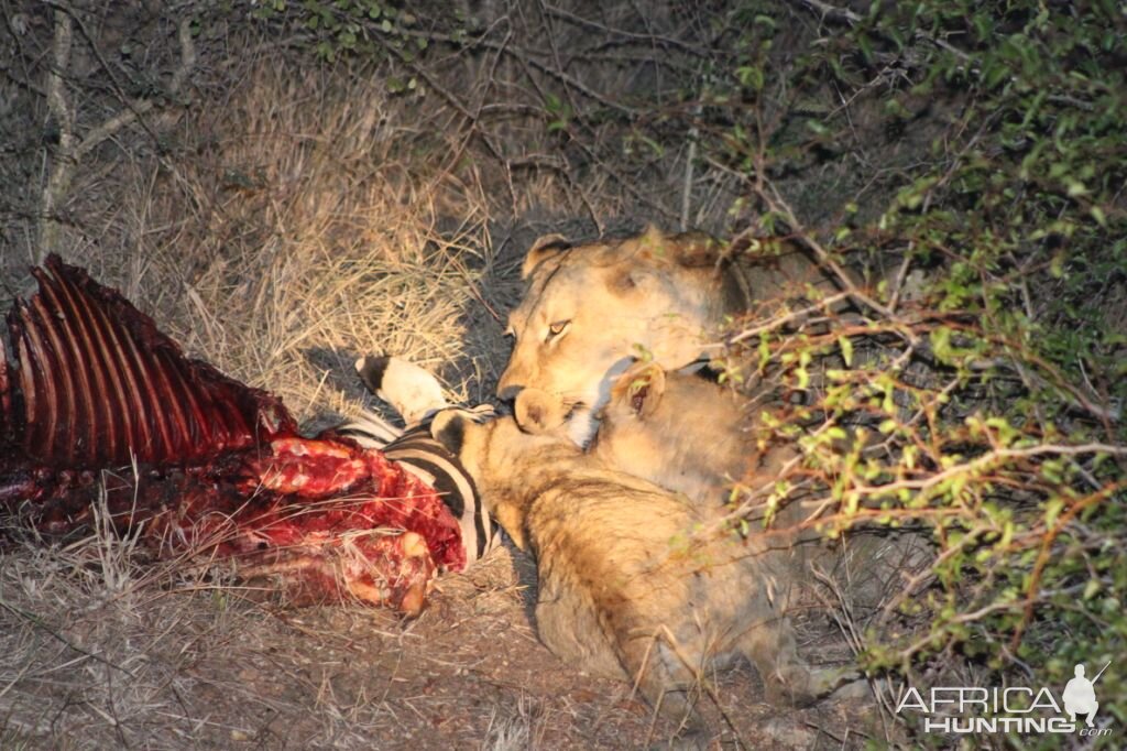 Lions feeding on Zebra