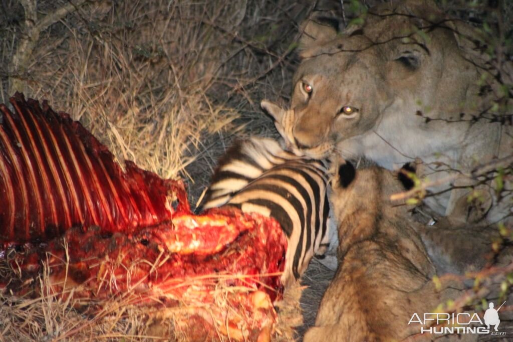 Lions feeding on Zebra