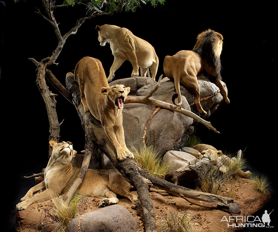 Lions Full Mount Taxidermy