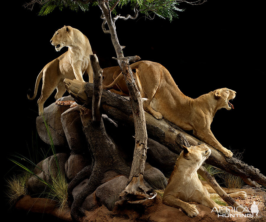 Lions Full Mount Taxidermy