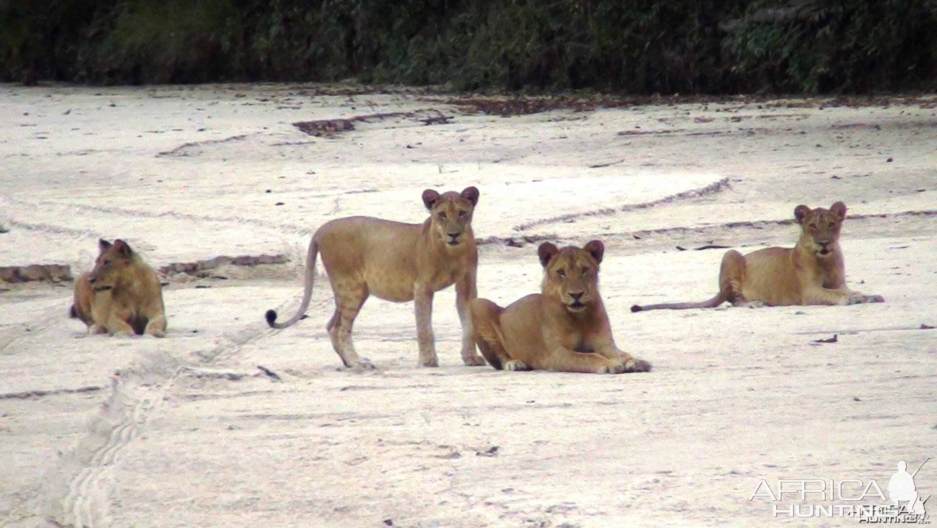 Lions in Tanzania